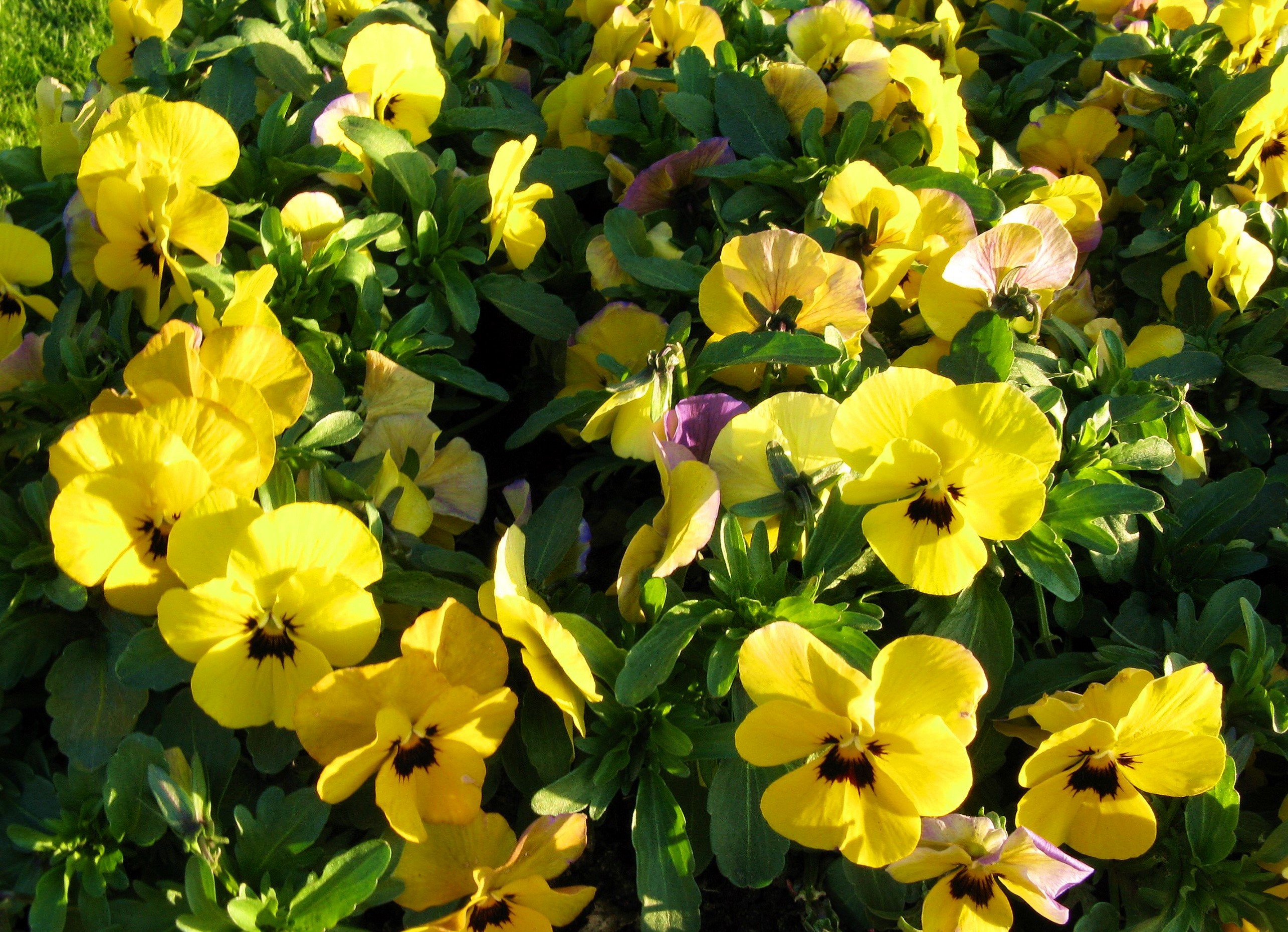 Yellow Pansies in Sunlight HD Wallpaper