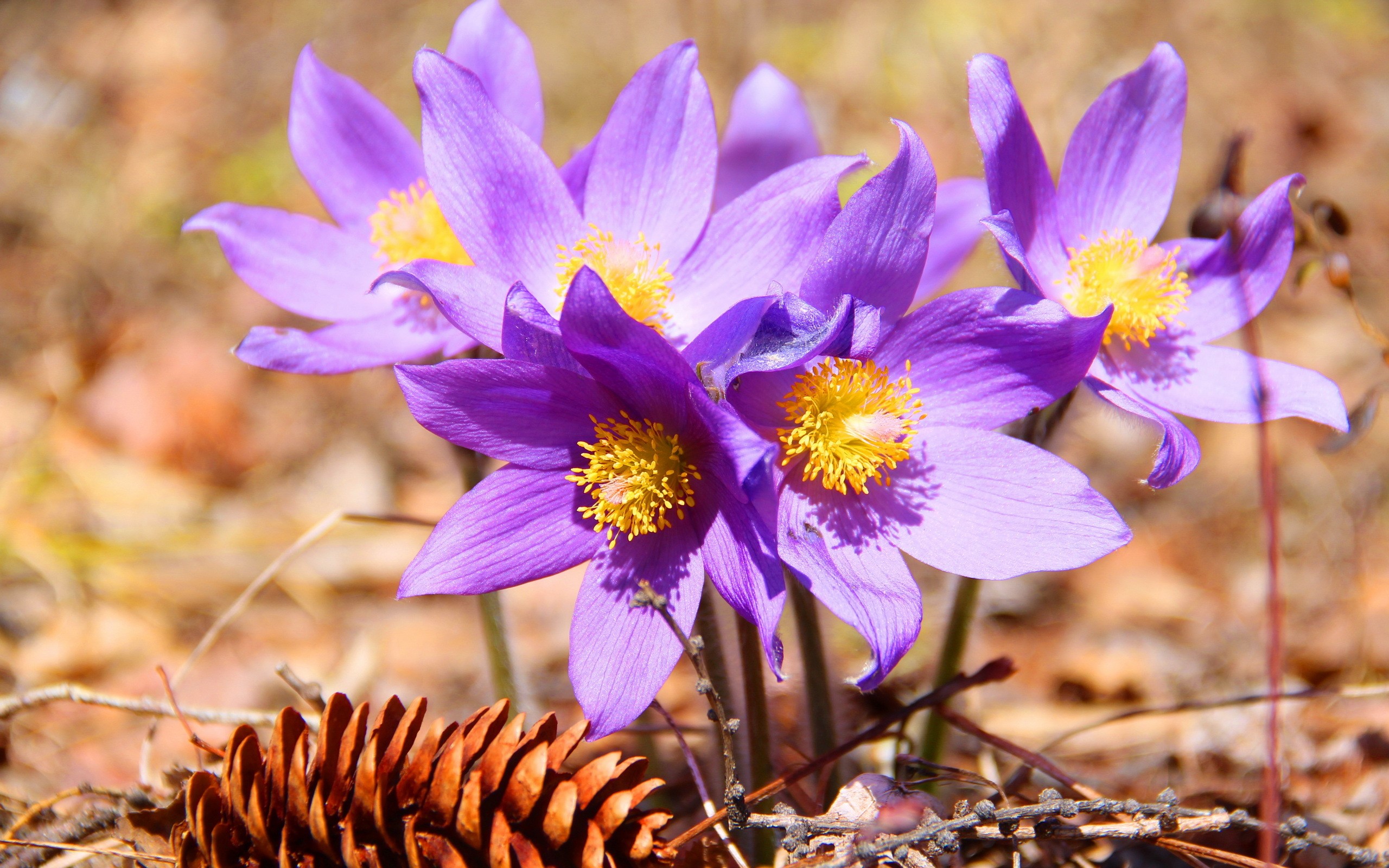 Purple Pasqueflowers and Pine Cone HD Wallpaper