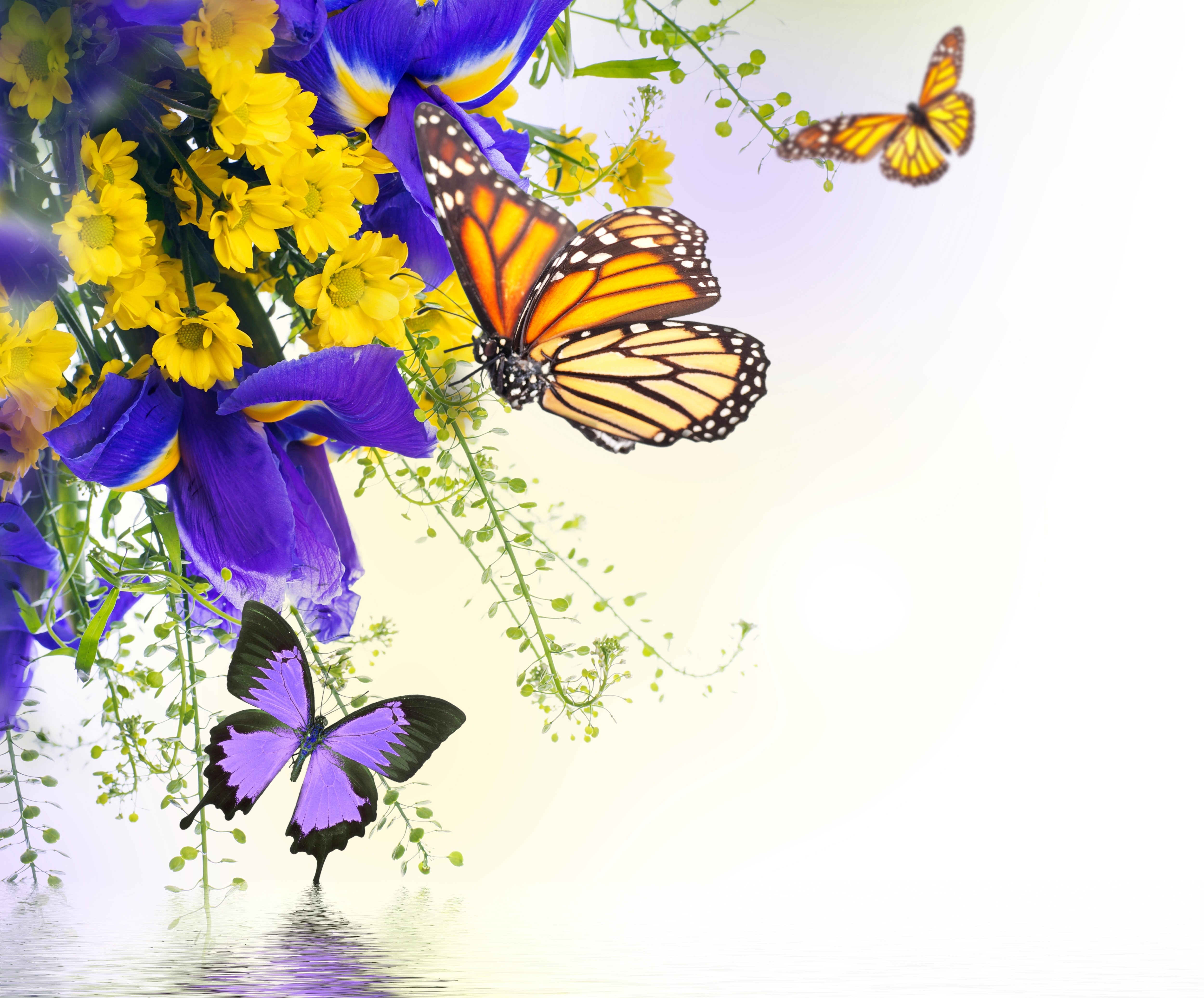 Irises, Chrysanthemums, and Butterflies HD Wallpaper