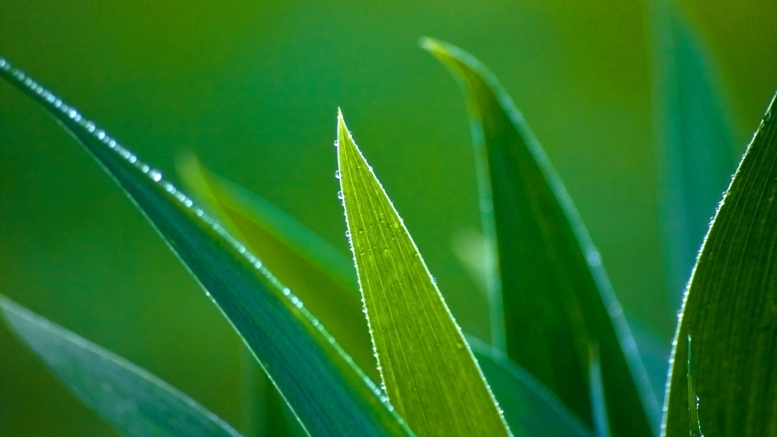 Closeup of green leaves with water drops HD Wallpaper