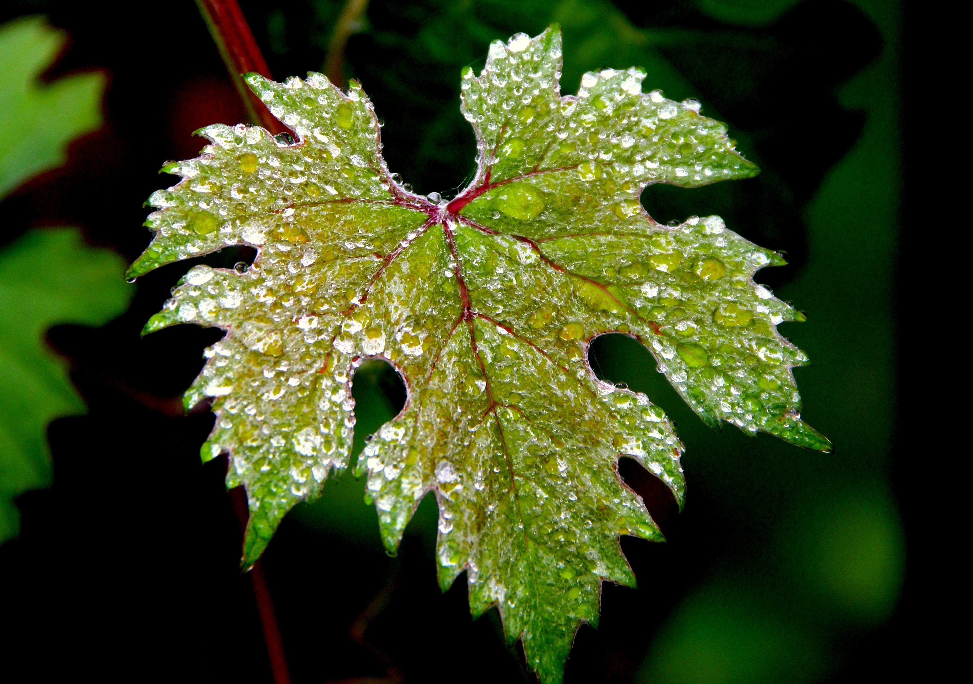Green leaf with water drops HD Wallpaper