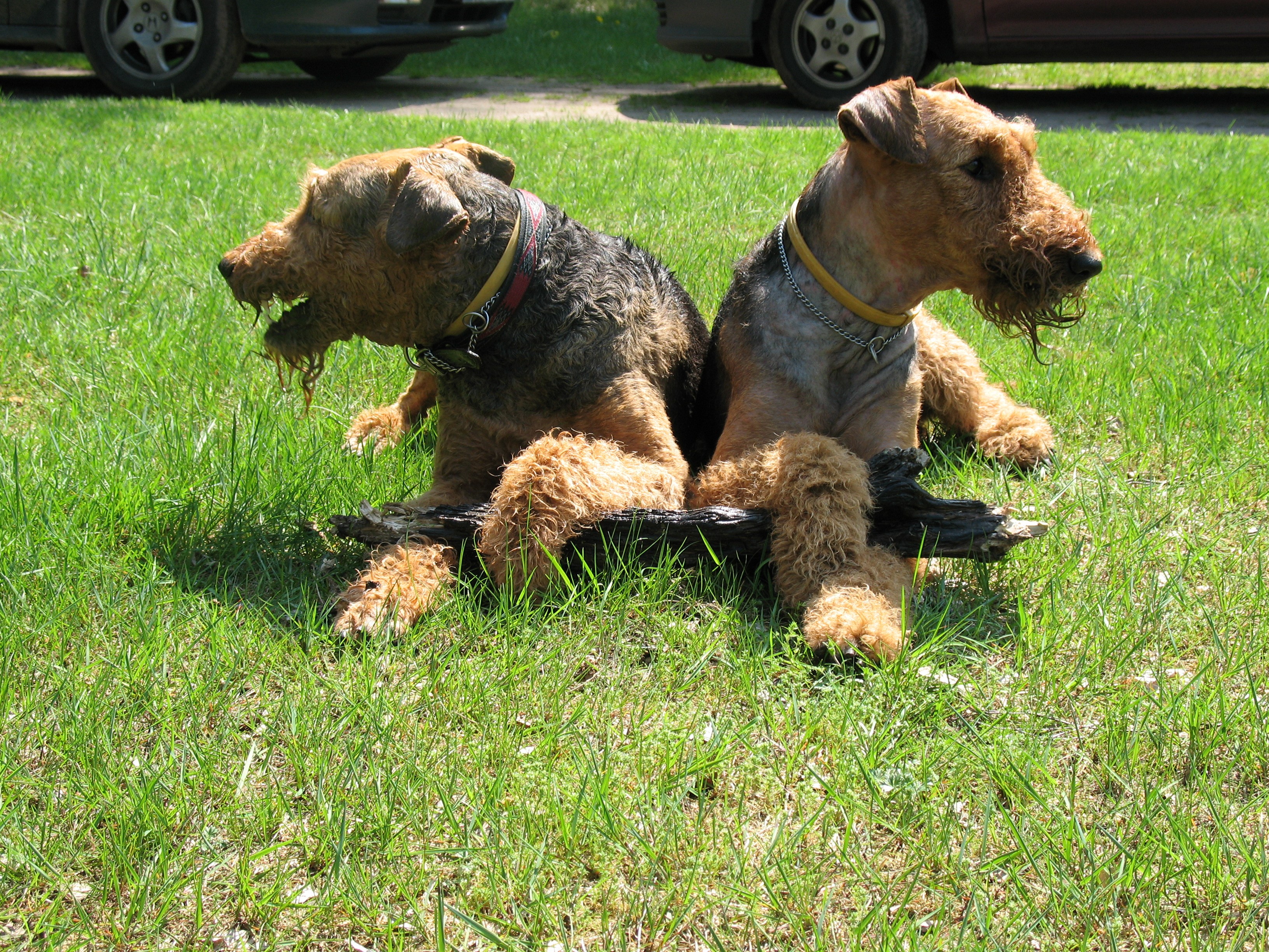 Two Airedale Terriers sitting on grass with a log HD Wallpaper