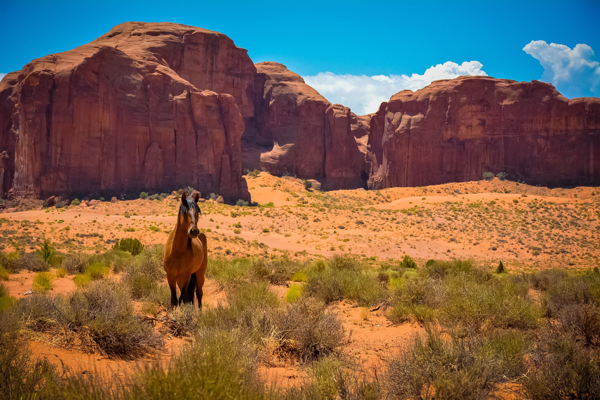 Horse in Monument Valley Desert HD Wallpaper