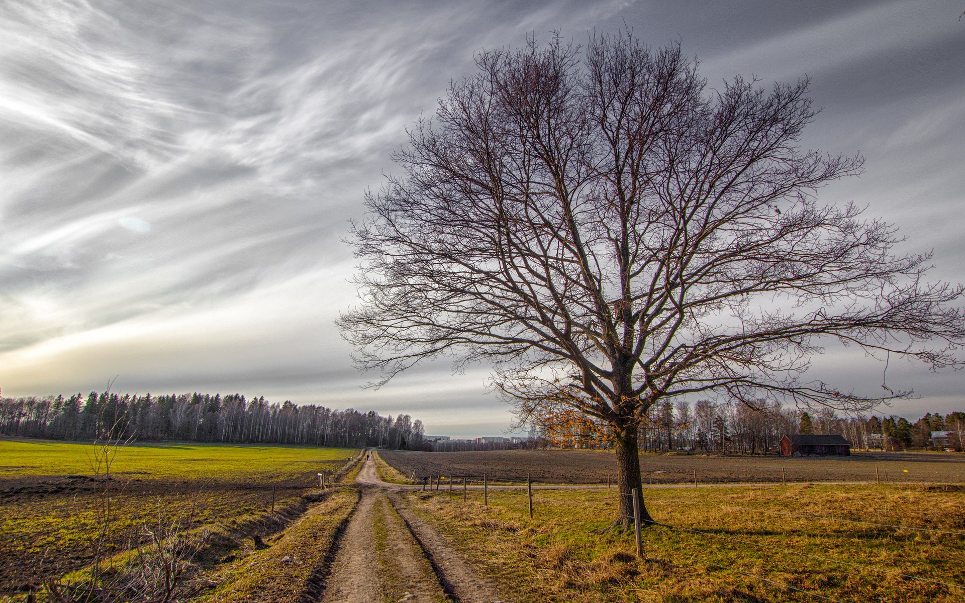 Bare tree on a dirt road in a rural landscape HD Wallpaper