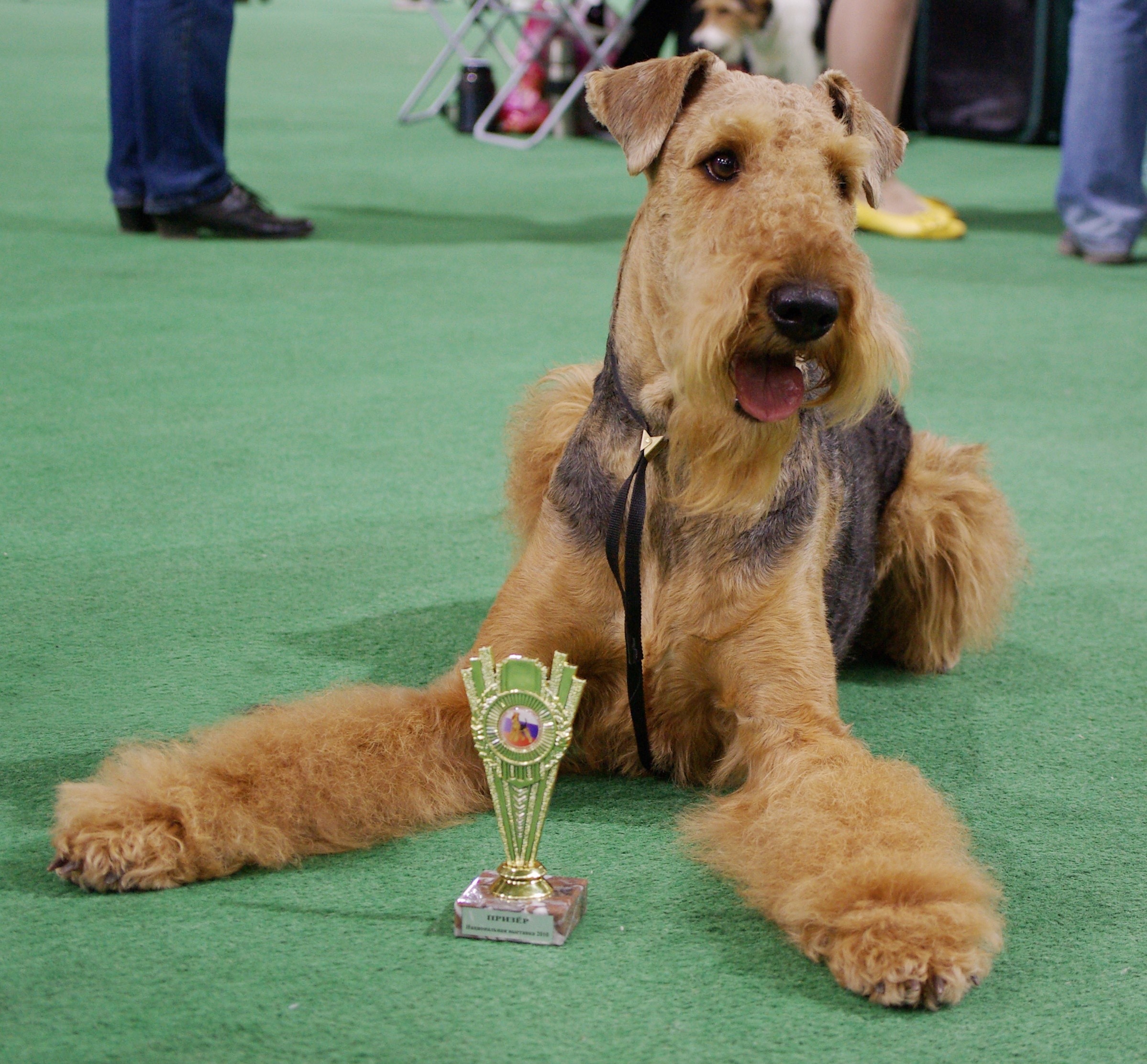 Airedale Terrier with a trophy HD Wallpaper