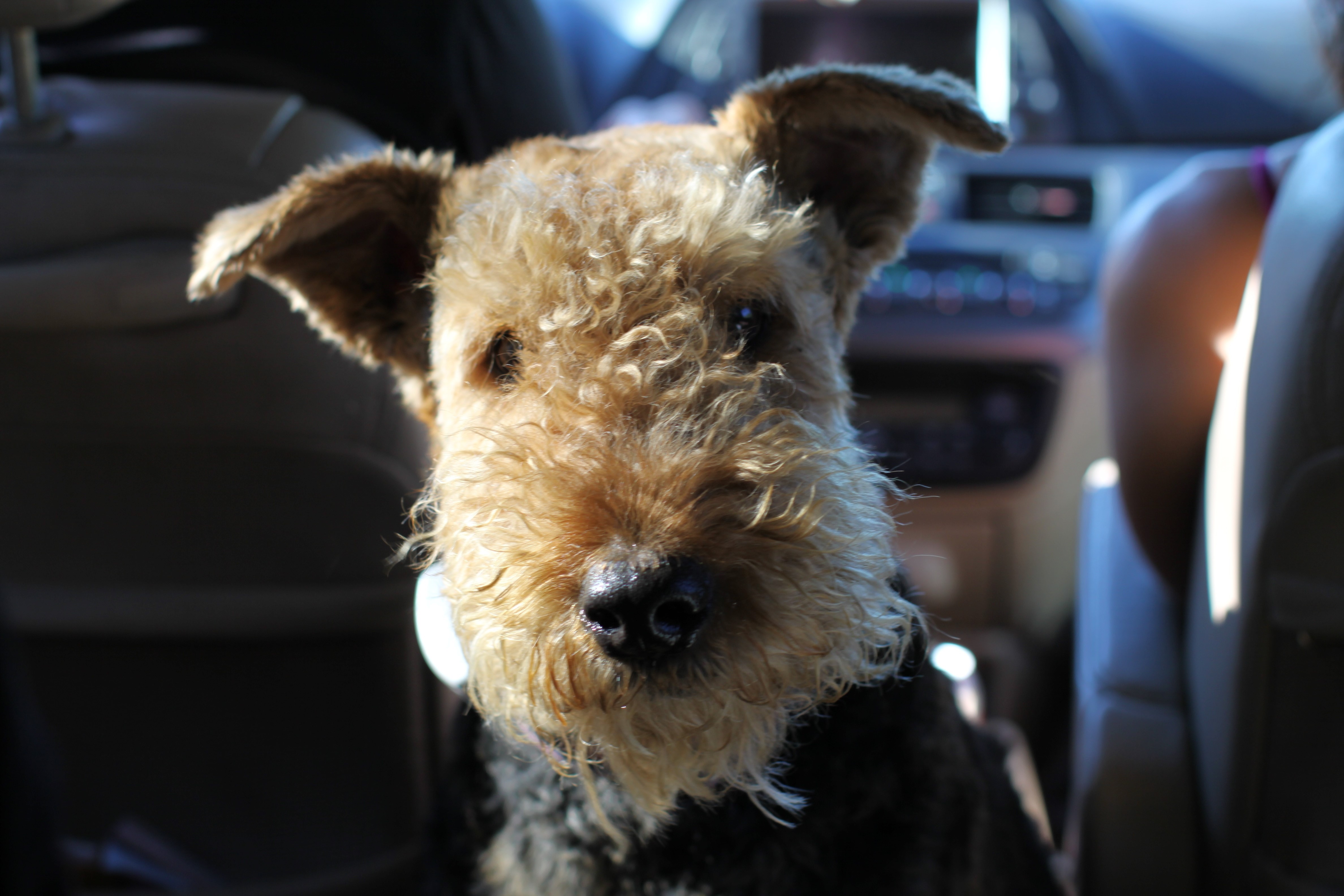 Airedale Terrier dog in a car HD Wallpaper