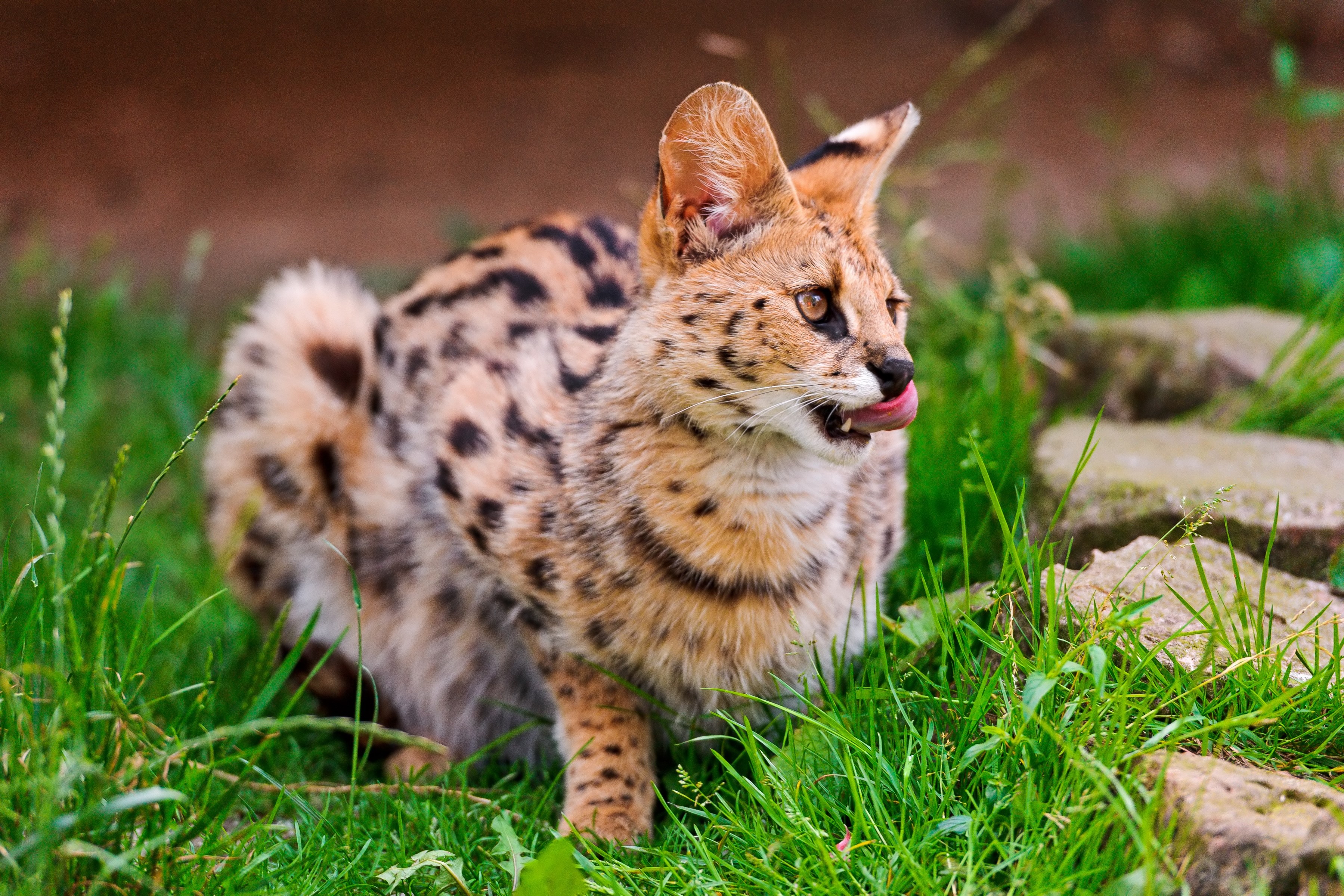 Serval cat with spotted fur in green grass HD Wallpaper