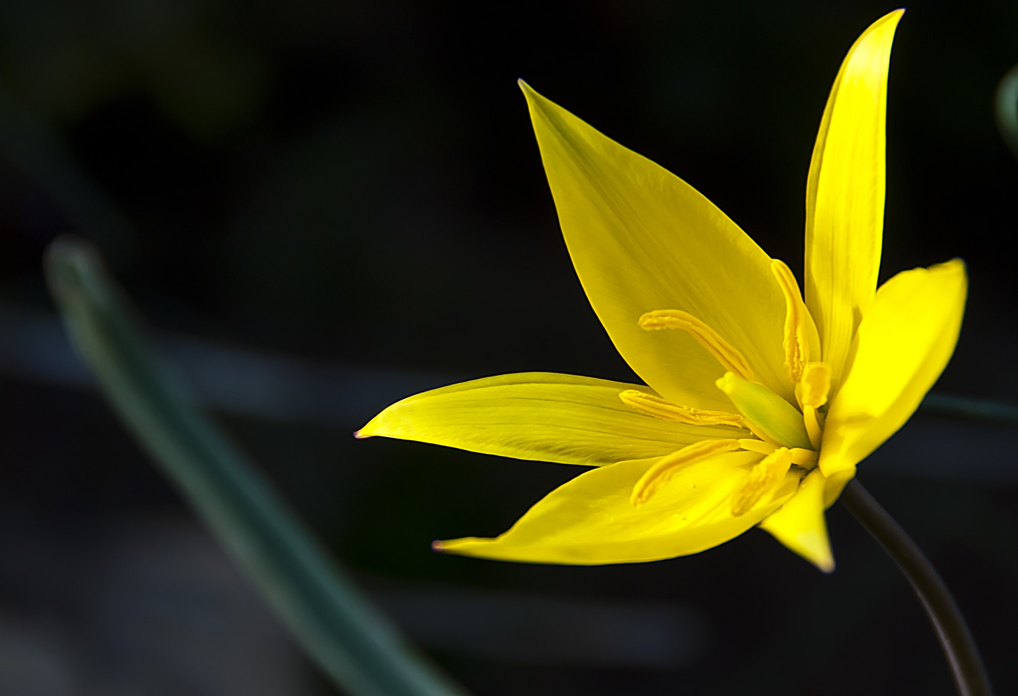 Yellow flower with pointed petals HD Wallpaper