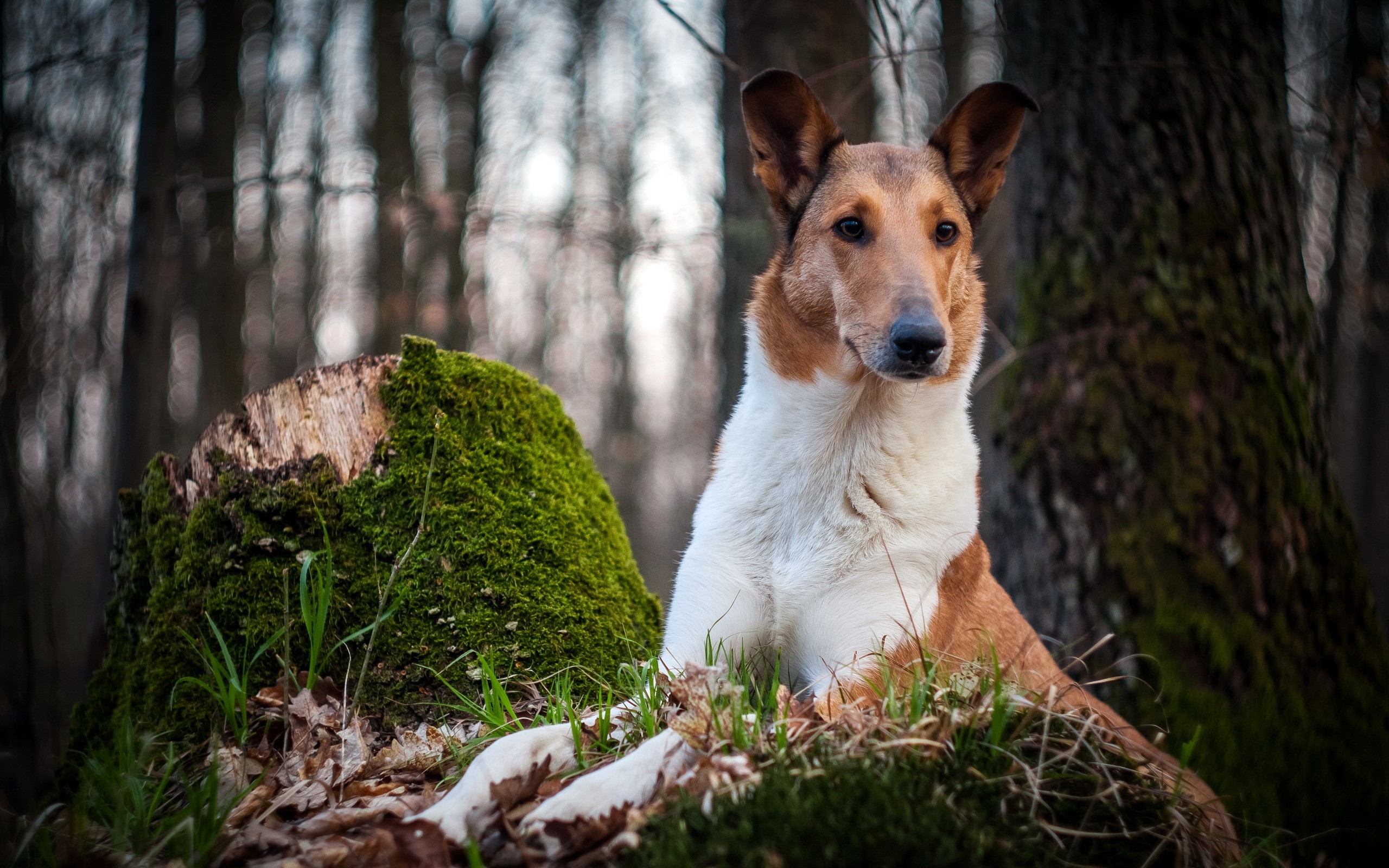 Smooth Collie dog sitting by a mossy tree stump in a forest HD Wallpaper