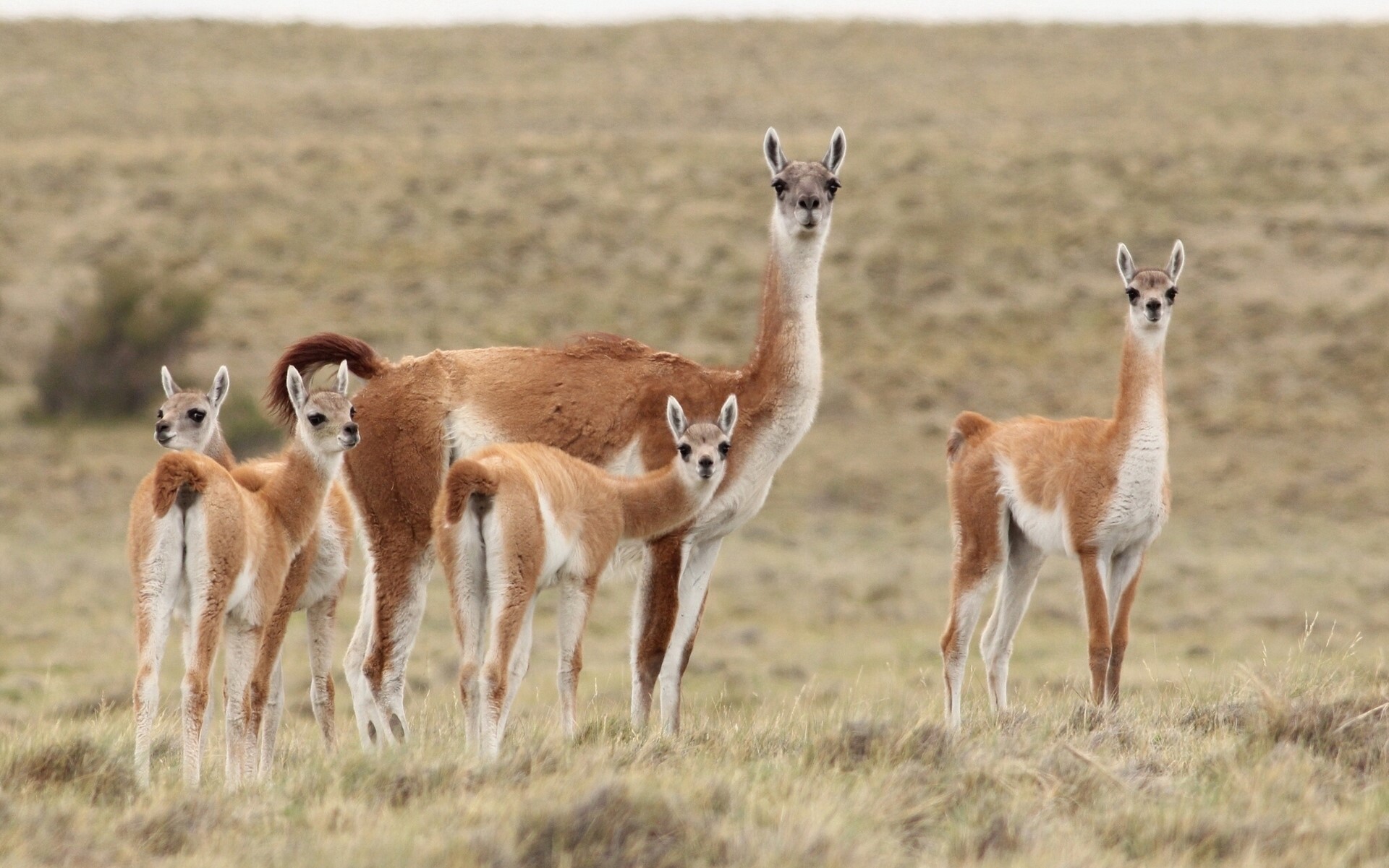 Guanacos in a grassy field HD Wallpaper