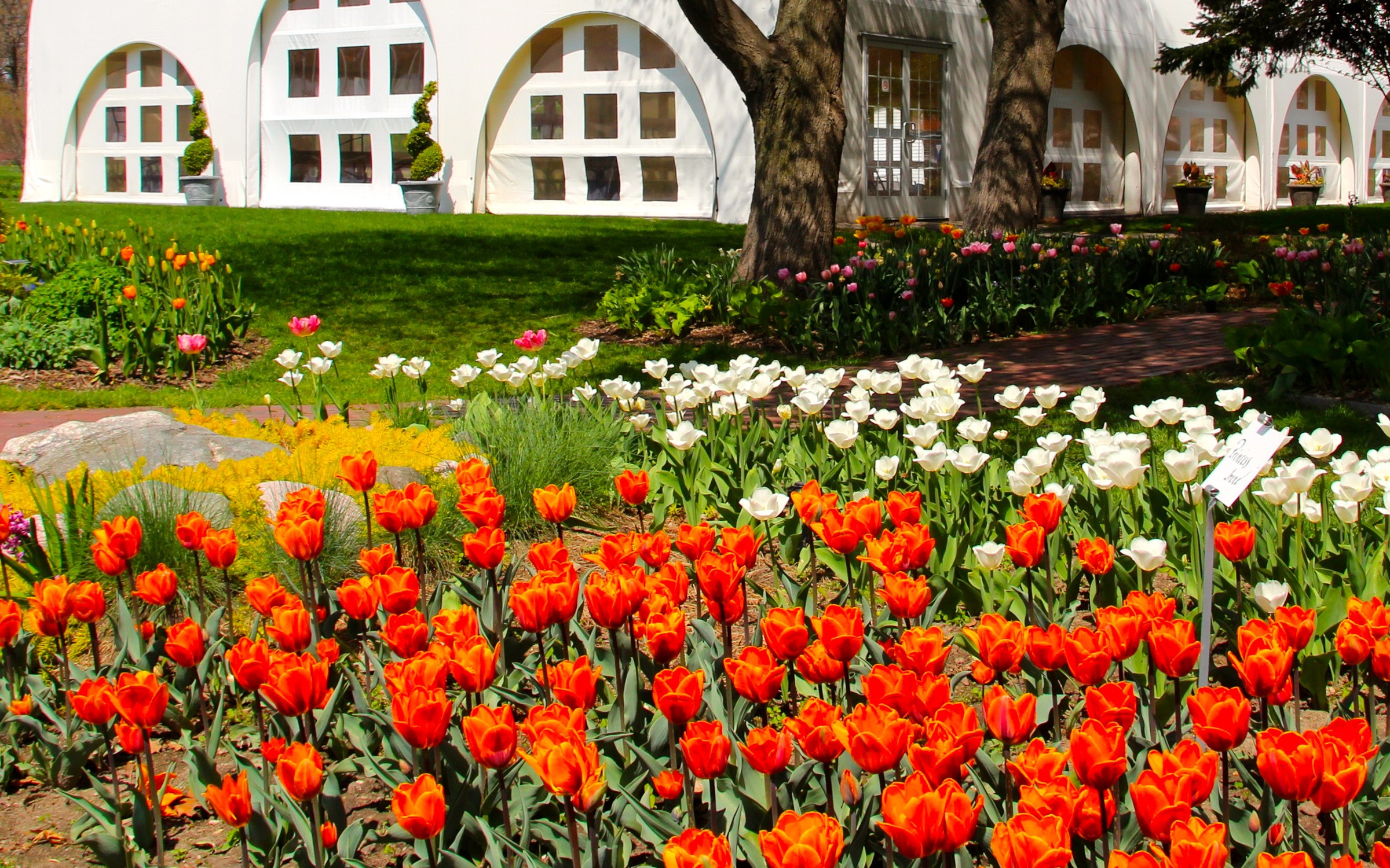 Orange and white tulips in a garden with white tents HD Wallpaper