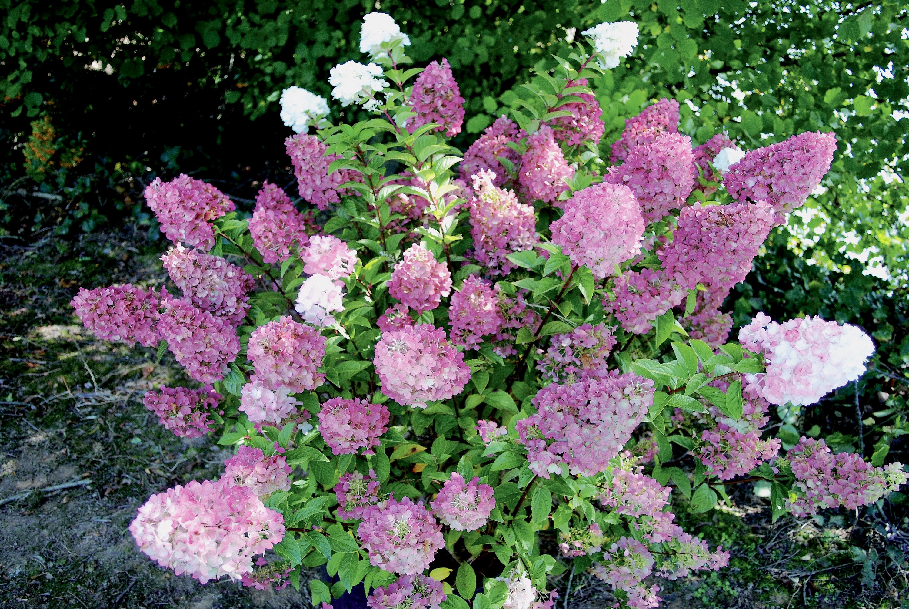 Pink and white hydrangea flowers in a garden HD Wallpaper