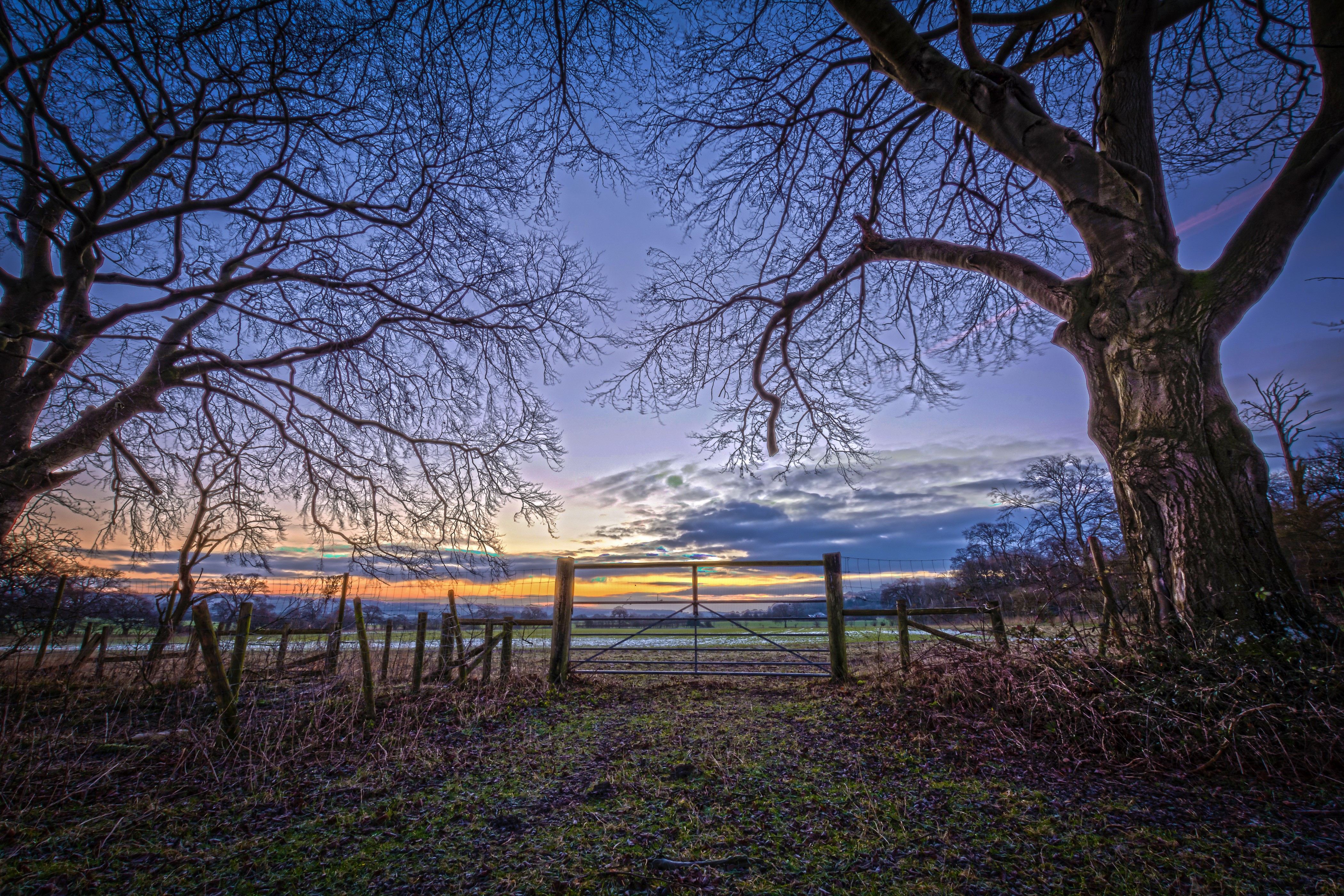 Bare Trees and Gate at Sunset HD Wallpaper