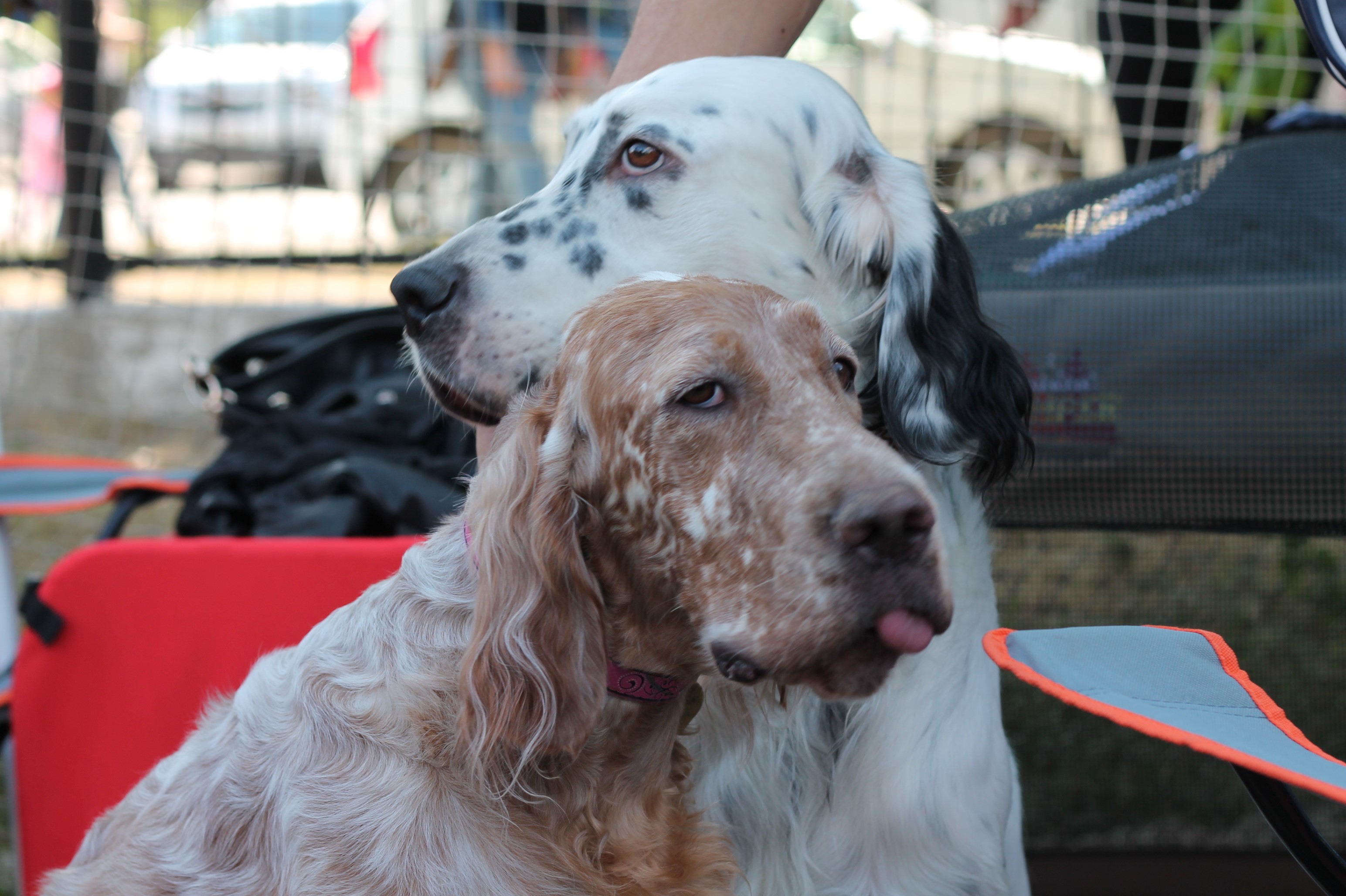 Two English Setters sitting outdoors HD Wallpaper