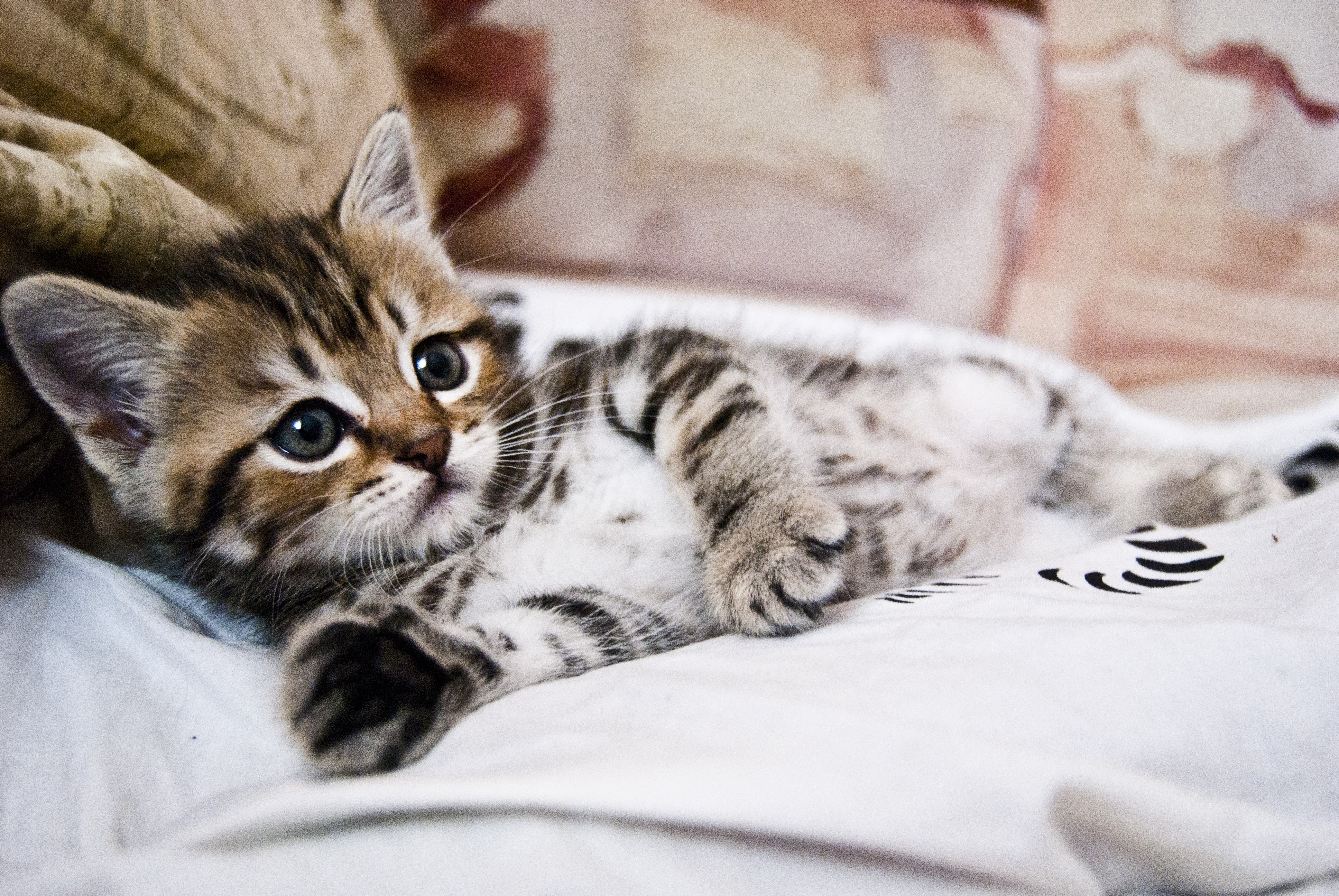 4K Kitten HD Wallpaper