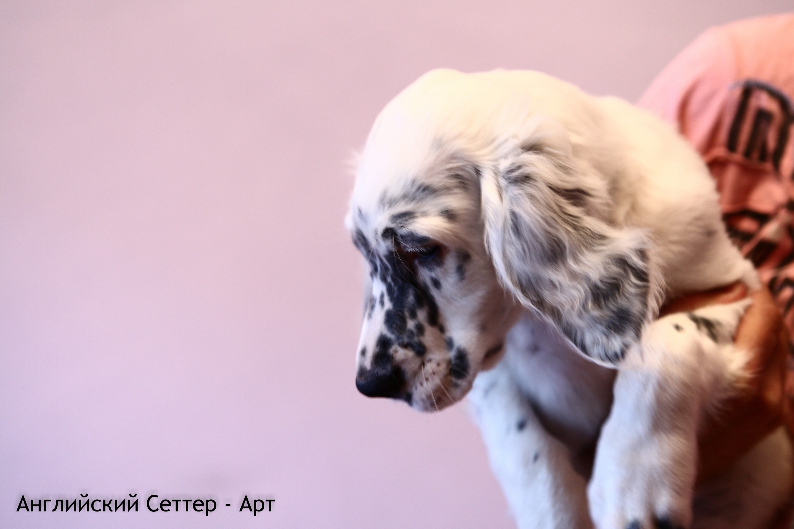 English Setter puppy held by person HD Wallpaper