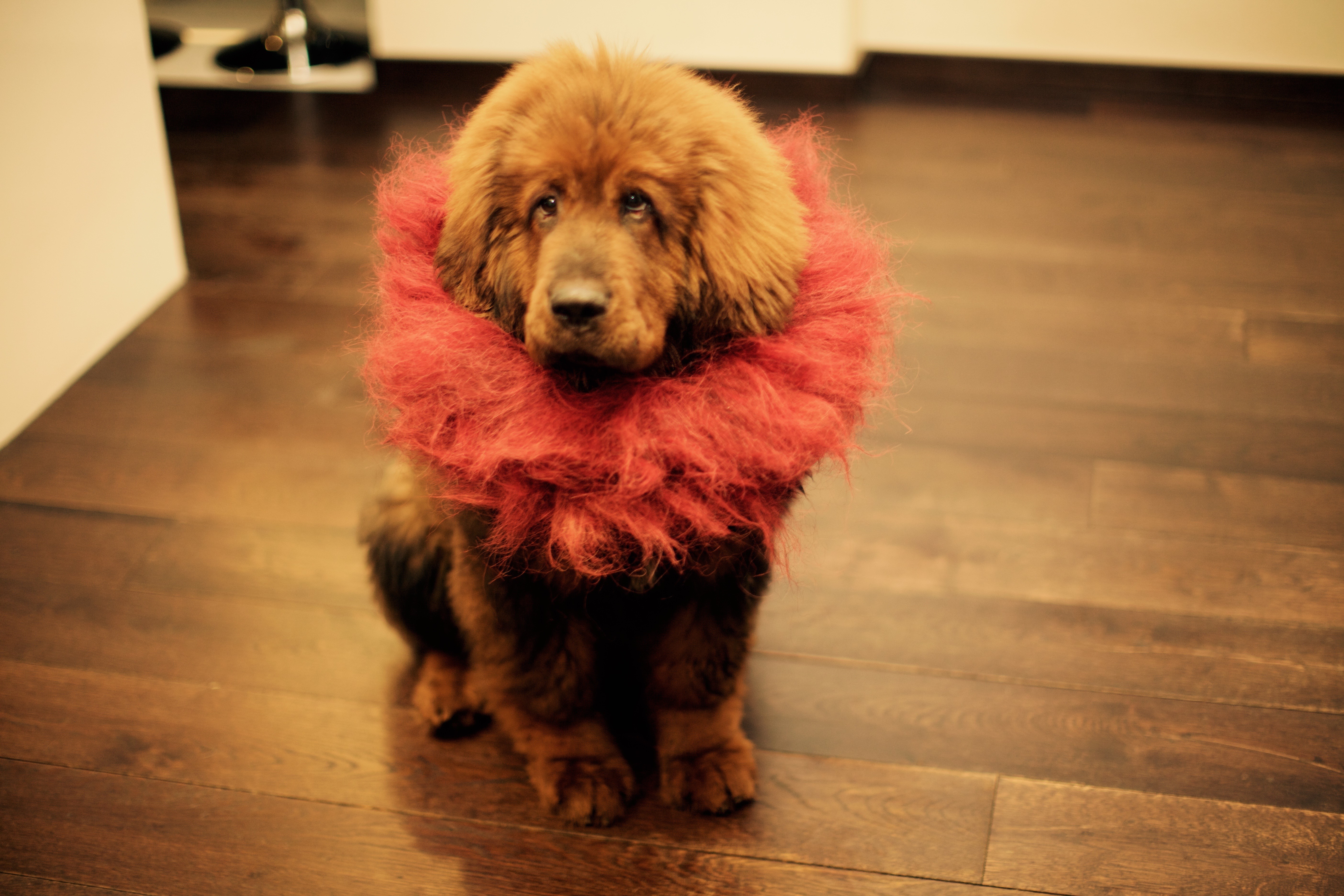 Tibetan Mastiff puppy with red fluffy collar HD Wallpaper