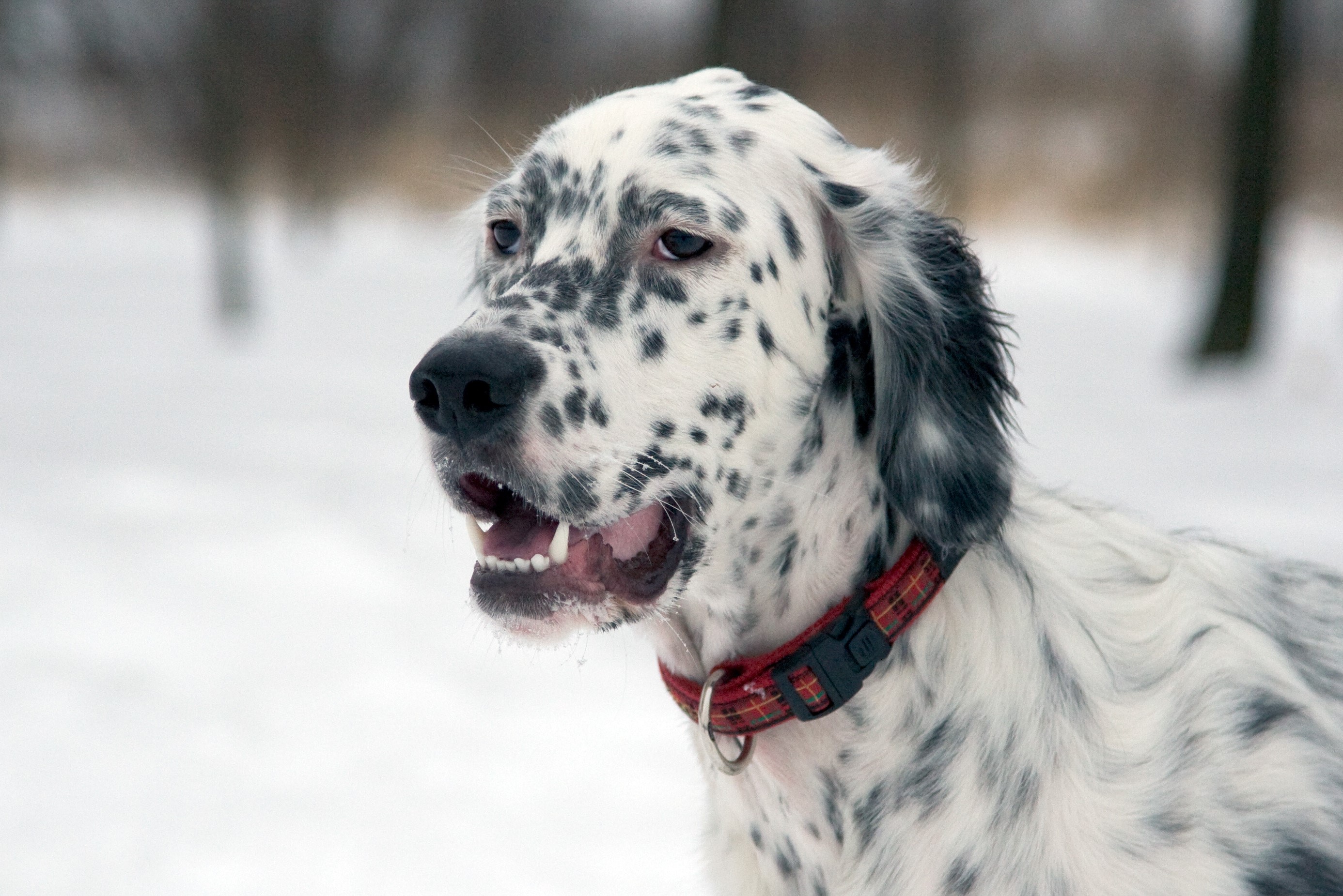 English Setter dog in the snow HD Wallpaper
