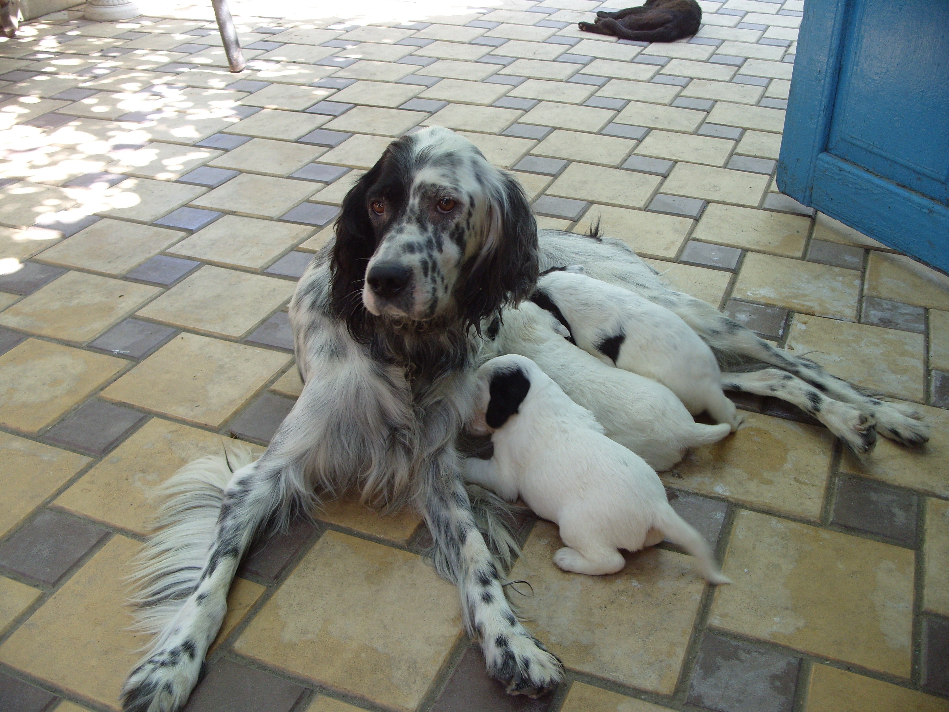 English Setter mother nursing puppies on tiled patio HD Wallpaper