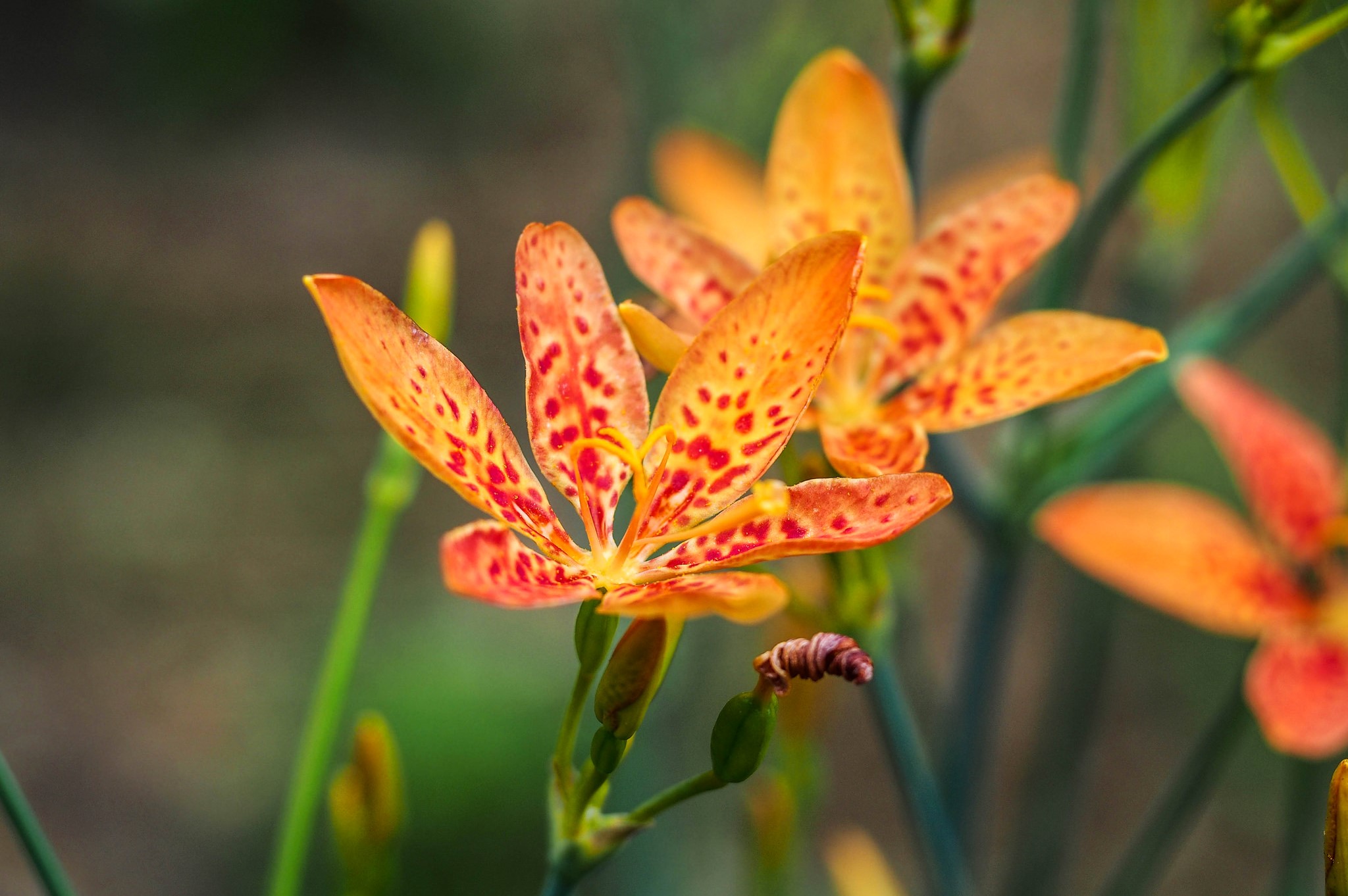 Close-up of orange flowers with red spots HD Wallpaper