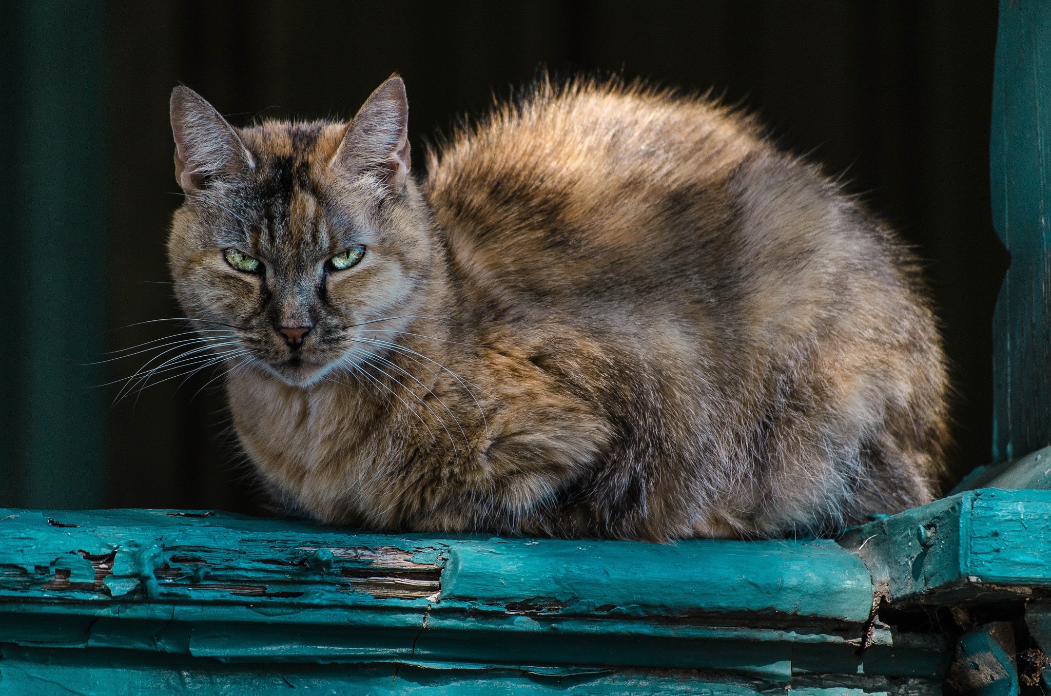 A tortoiseshell cat with green eyes sits on a weathered teal surface. HD Wallpaper