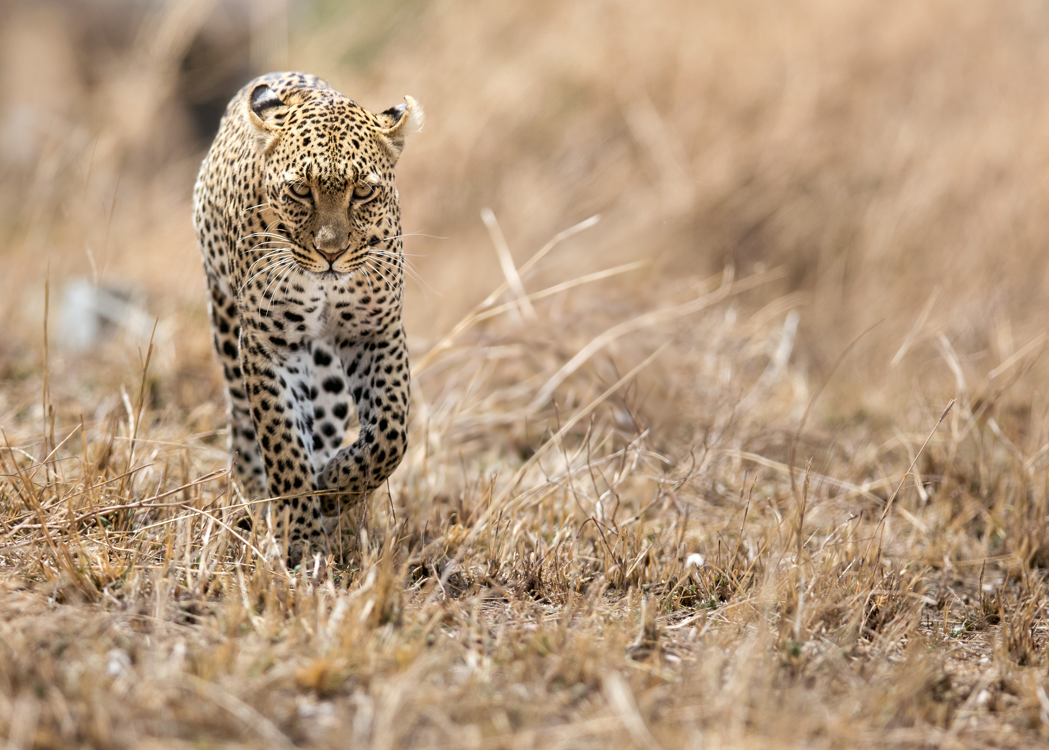 Leopard walking through dry grass HD Wallpaper