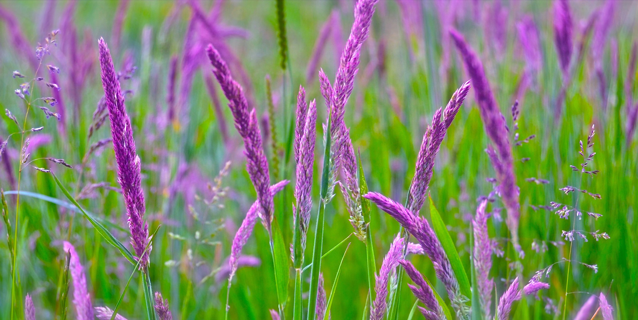 Purple grass stalks in a field HD Wallpaper