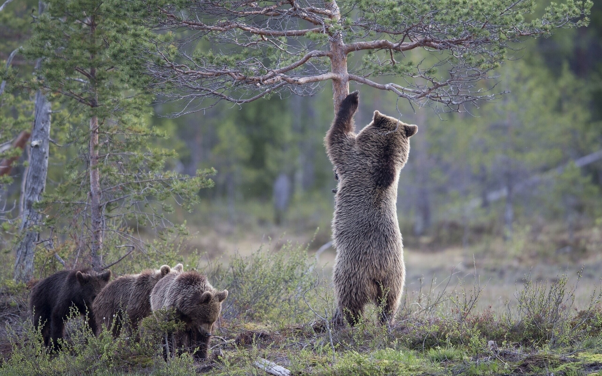 Brown bears in a forest HD Wallpaper