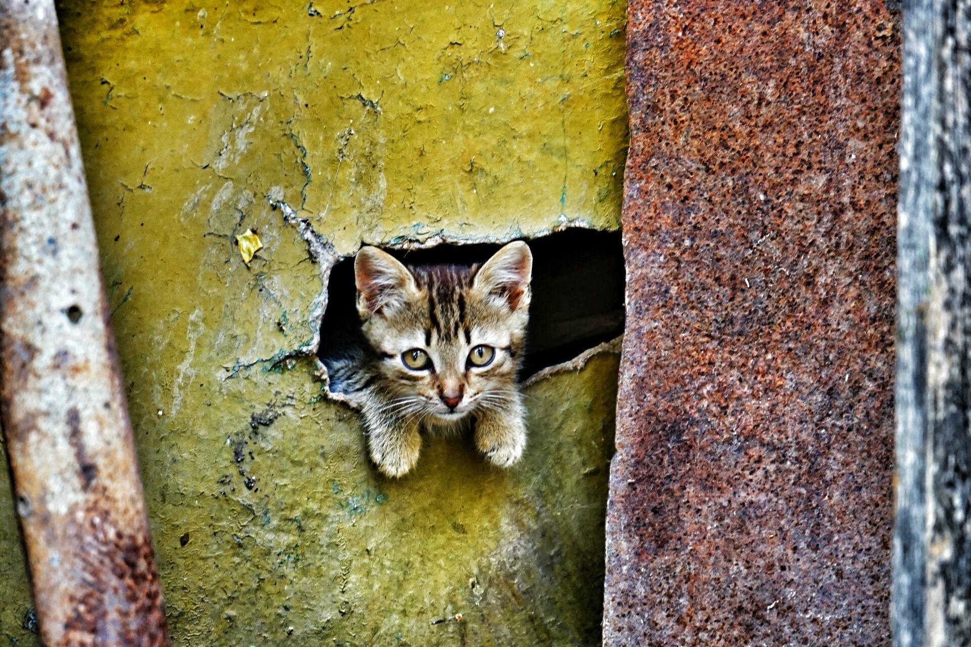 Kitten peeking through a hole in a wall HD Wallpaper