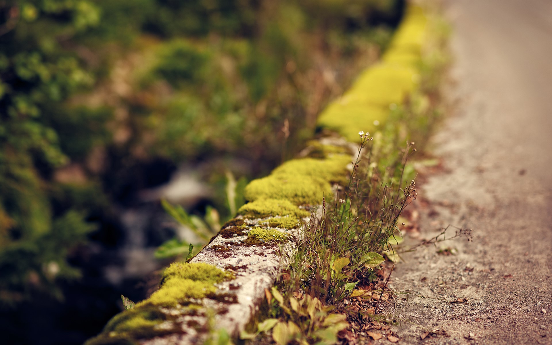 Mossy stone wall with plants and a path HD Wallpaper