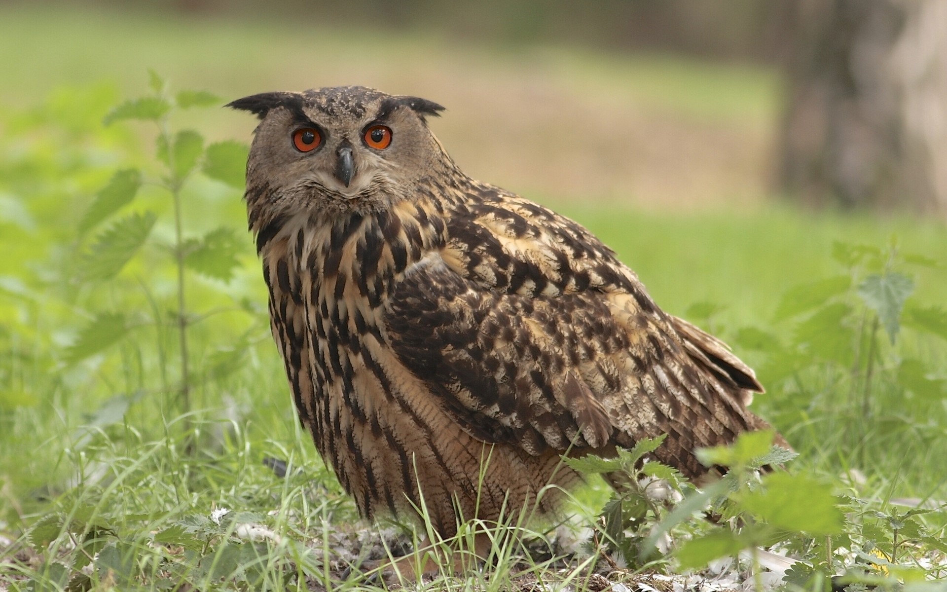 Eurasian Eagle-Owl perched on the ground HD Wallpaper