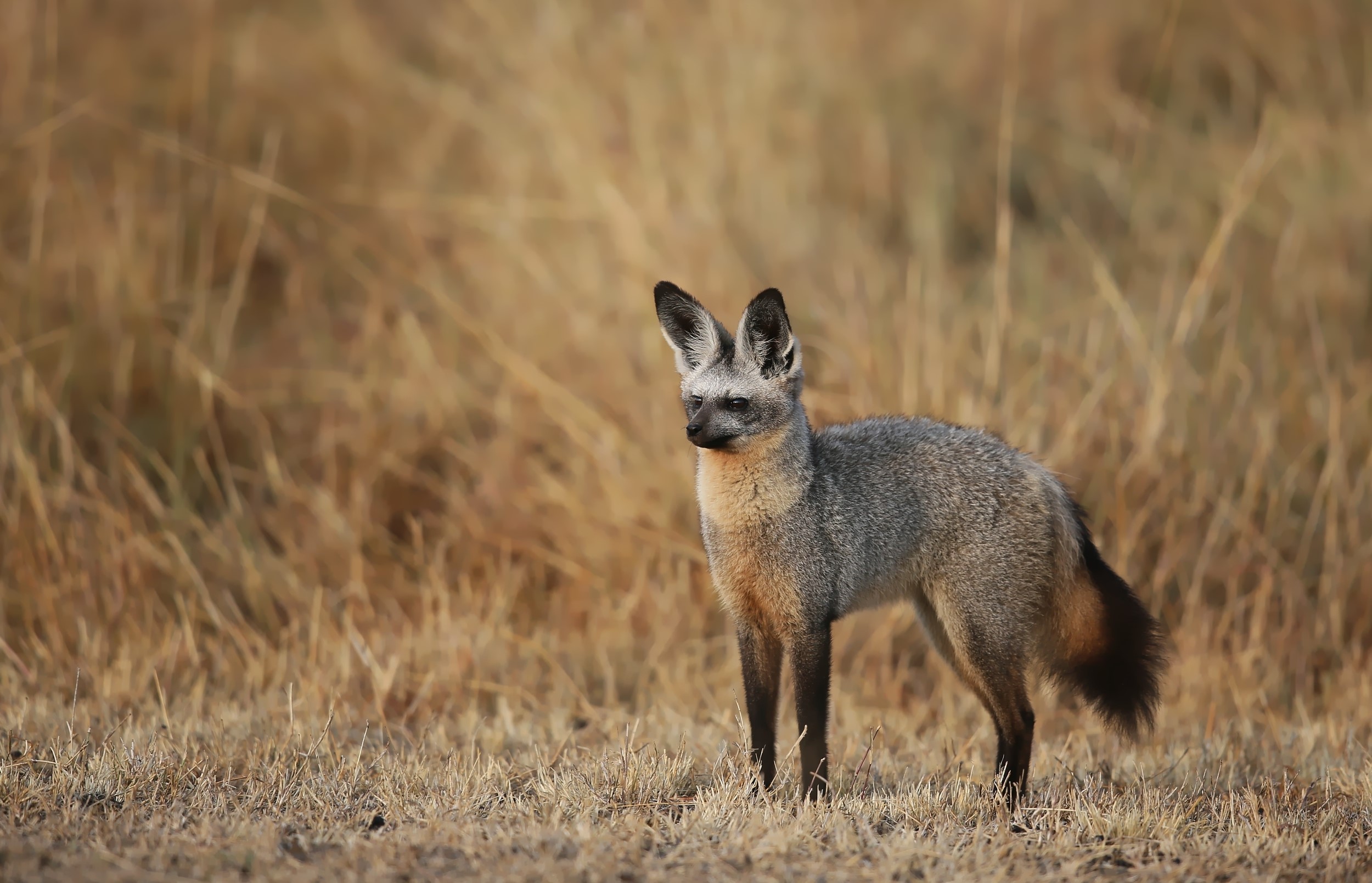 Bat-eared fox standing in dry grass HD Wallpaper