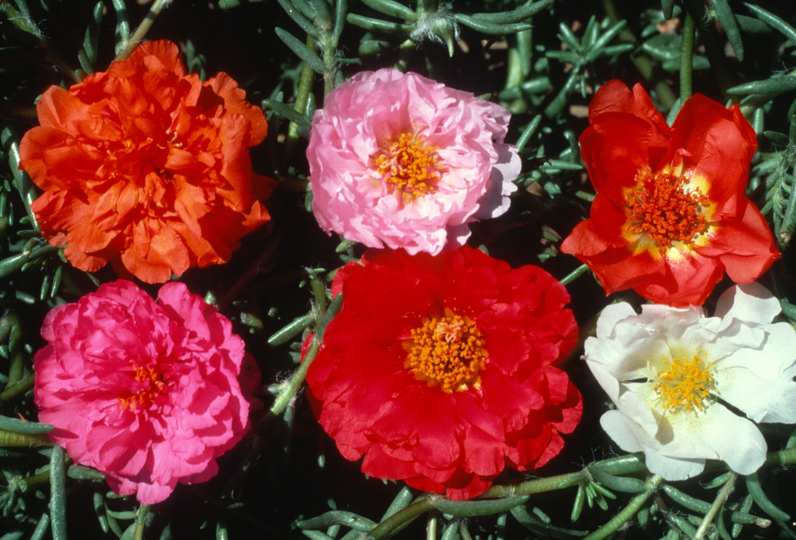 Close-up of colorful Portulaca flowers HD Wallpaper