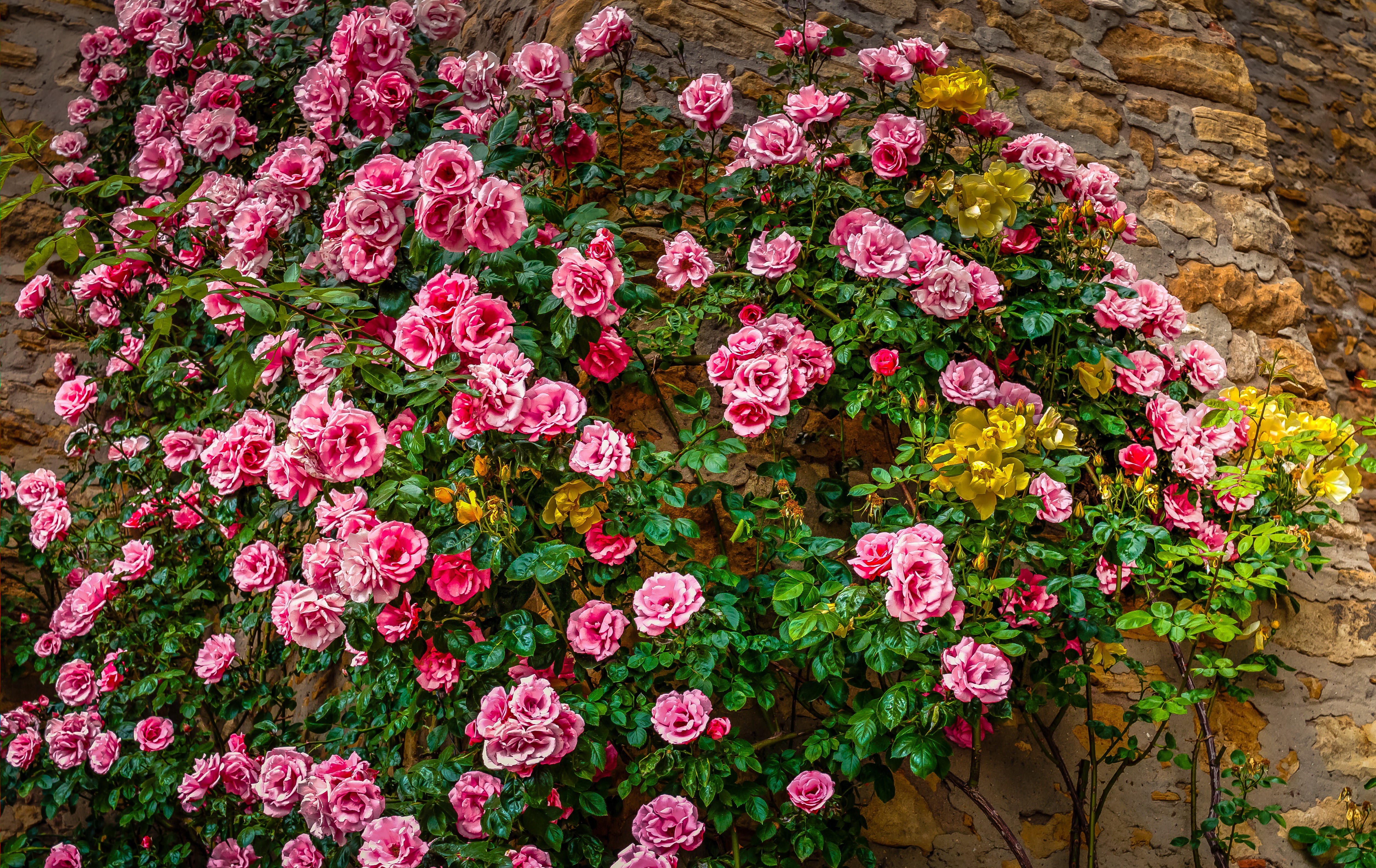 Many pink and yellow roses on a stone wall HD Wallpaper