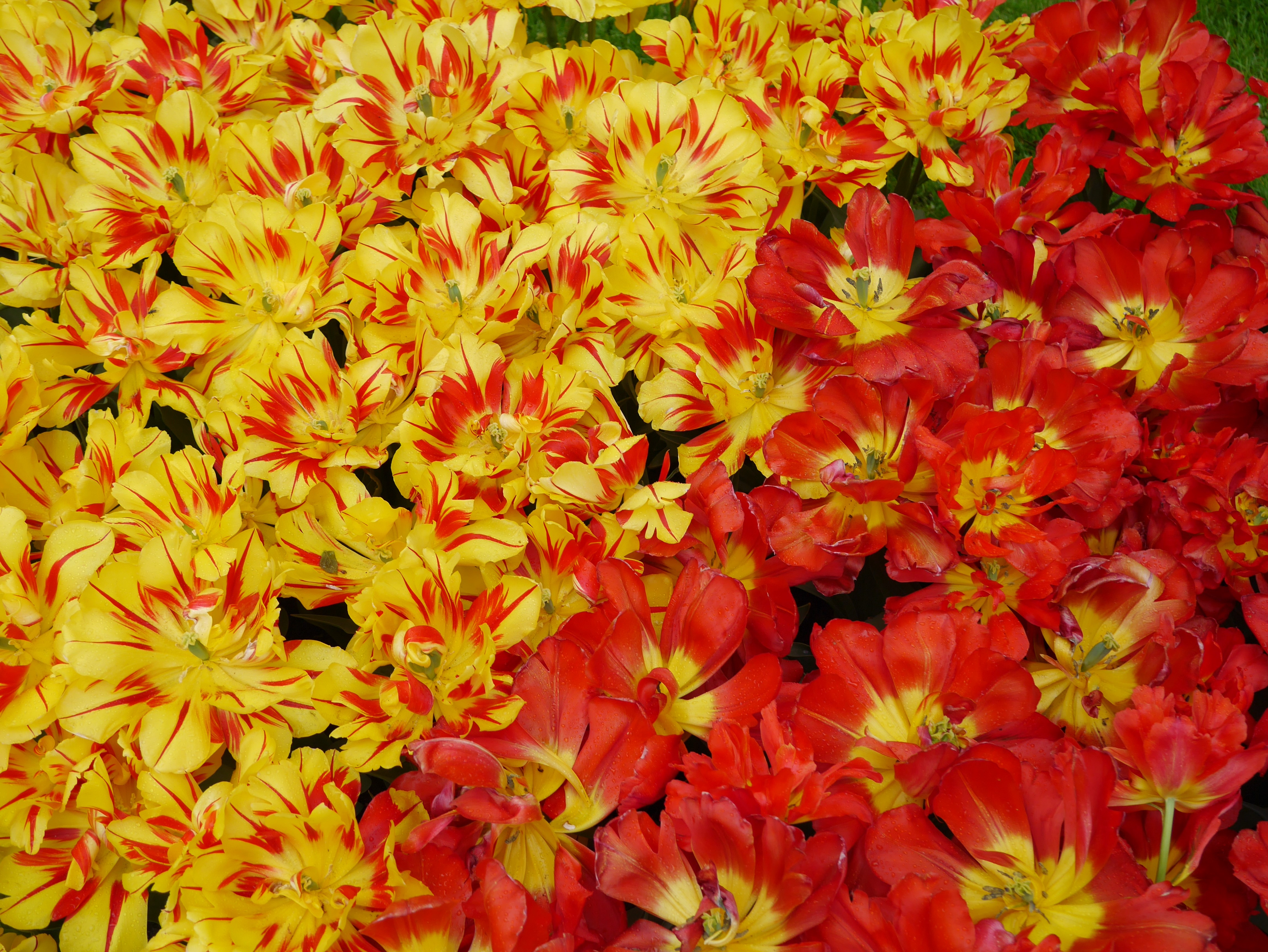 4K Tulips Closeup HD Wallpaper