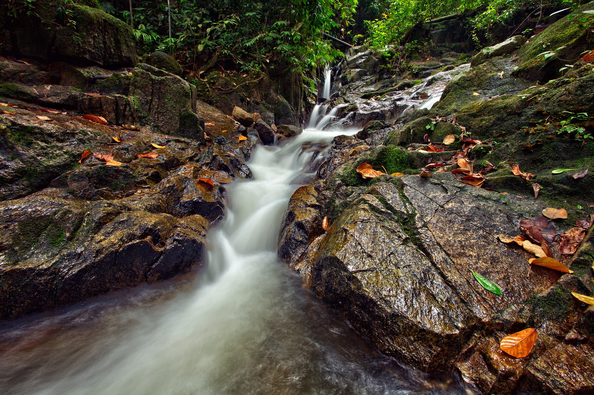 Stream flowing over rocks in a forest HD Wallpaper