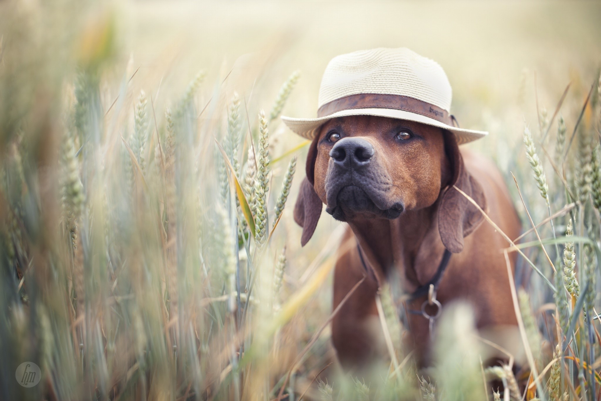 Dog wearing a hat in a wheat field HD Wallpaper