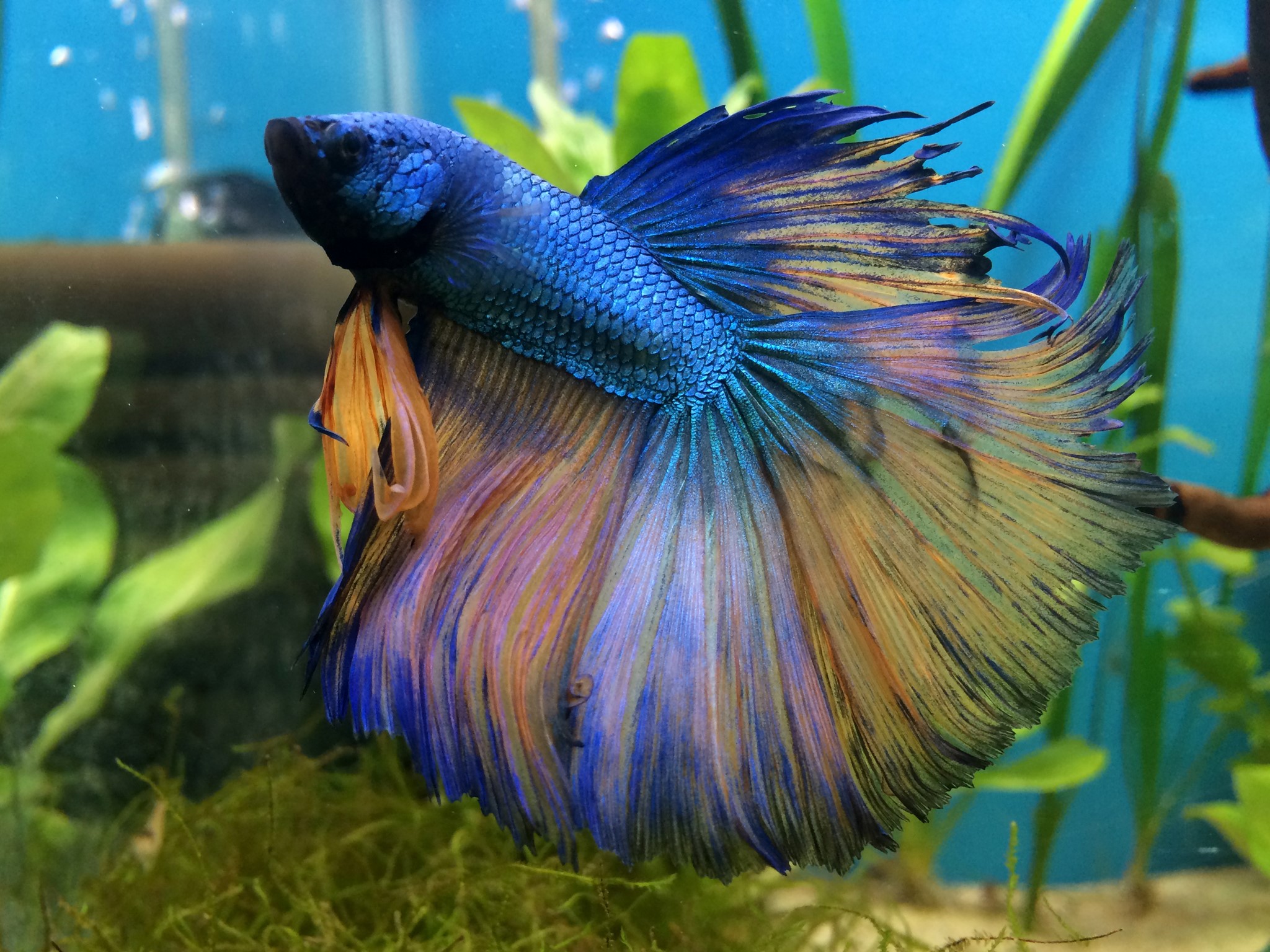Betta fish swimming in aquarium HD Wallpaper