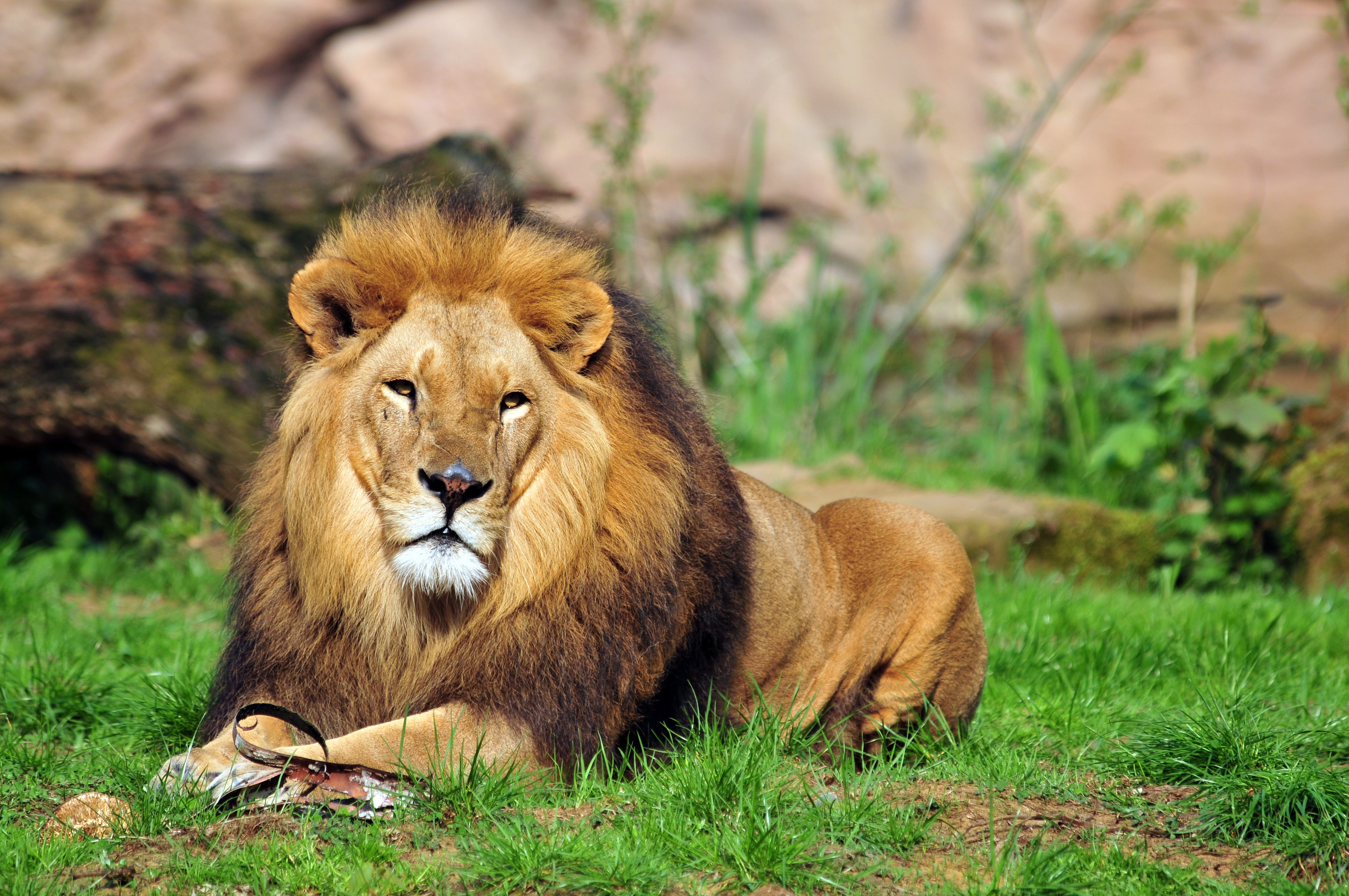 Lion lying on grass HD Wallpaper
