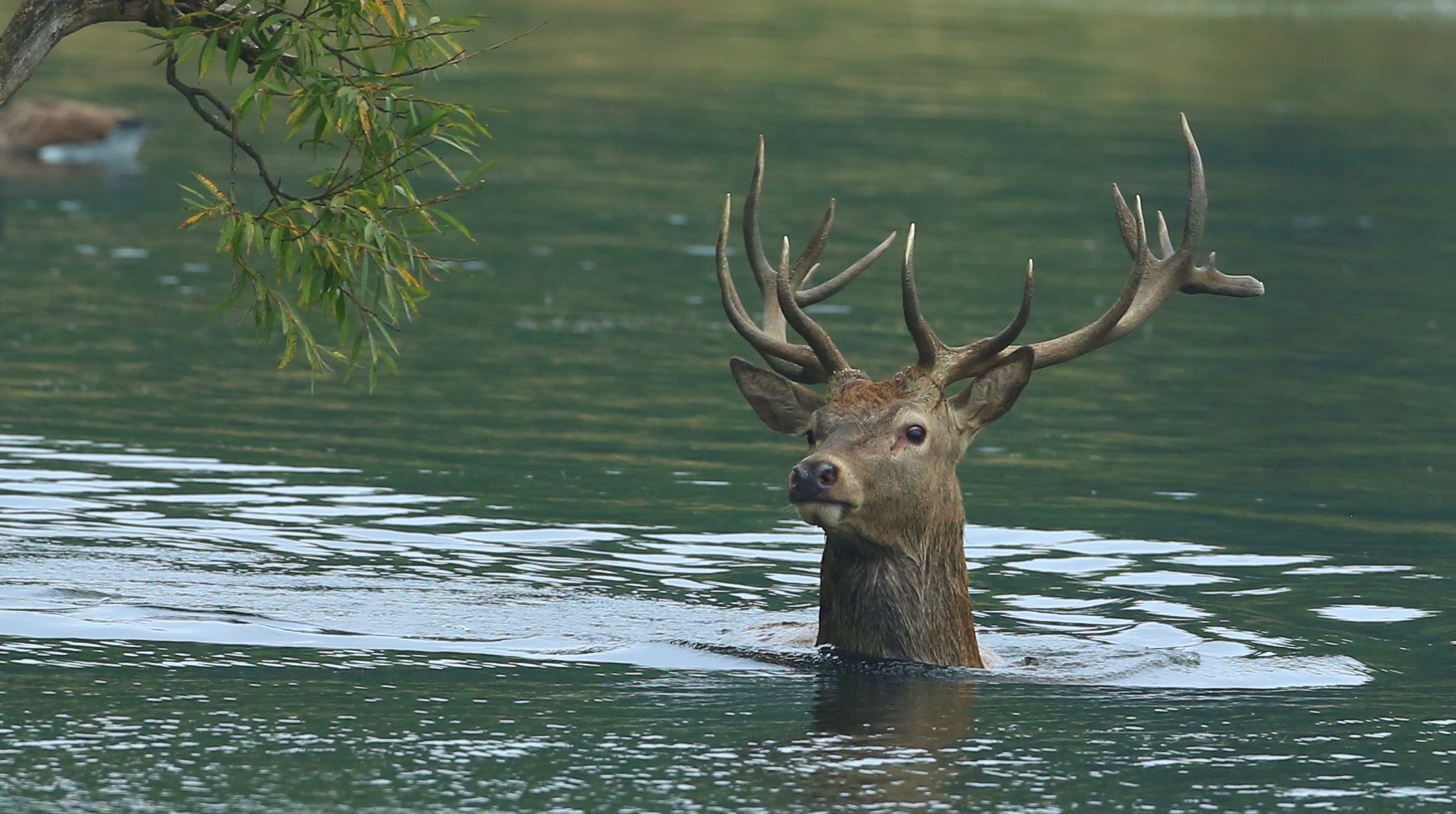 Deer with large antlers swimming in water HD Wallpaper