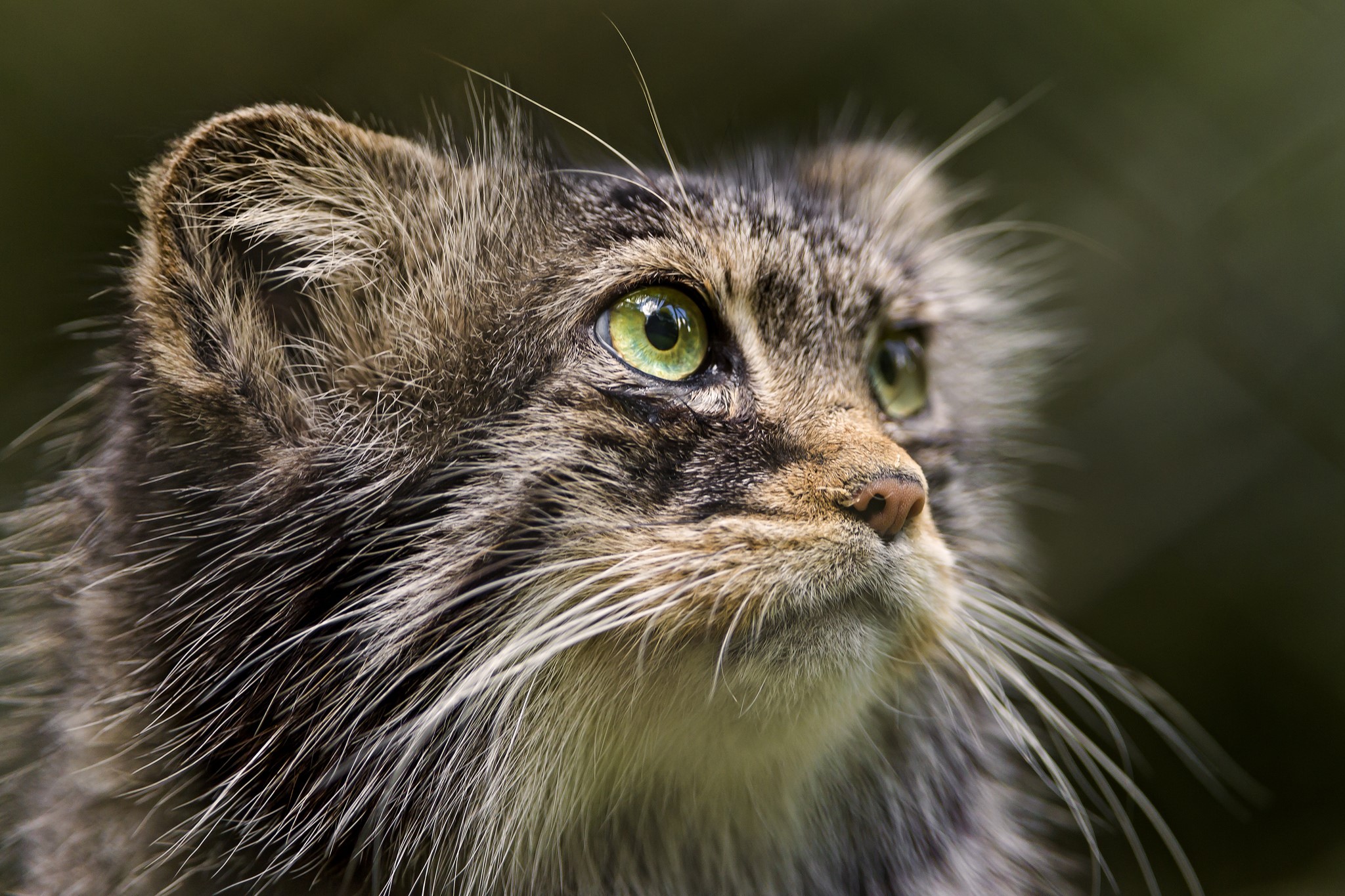 Pallas Cat Closeup with Green Eyes HD Wallpaper