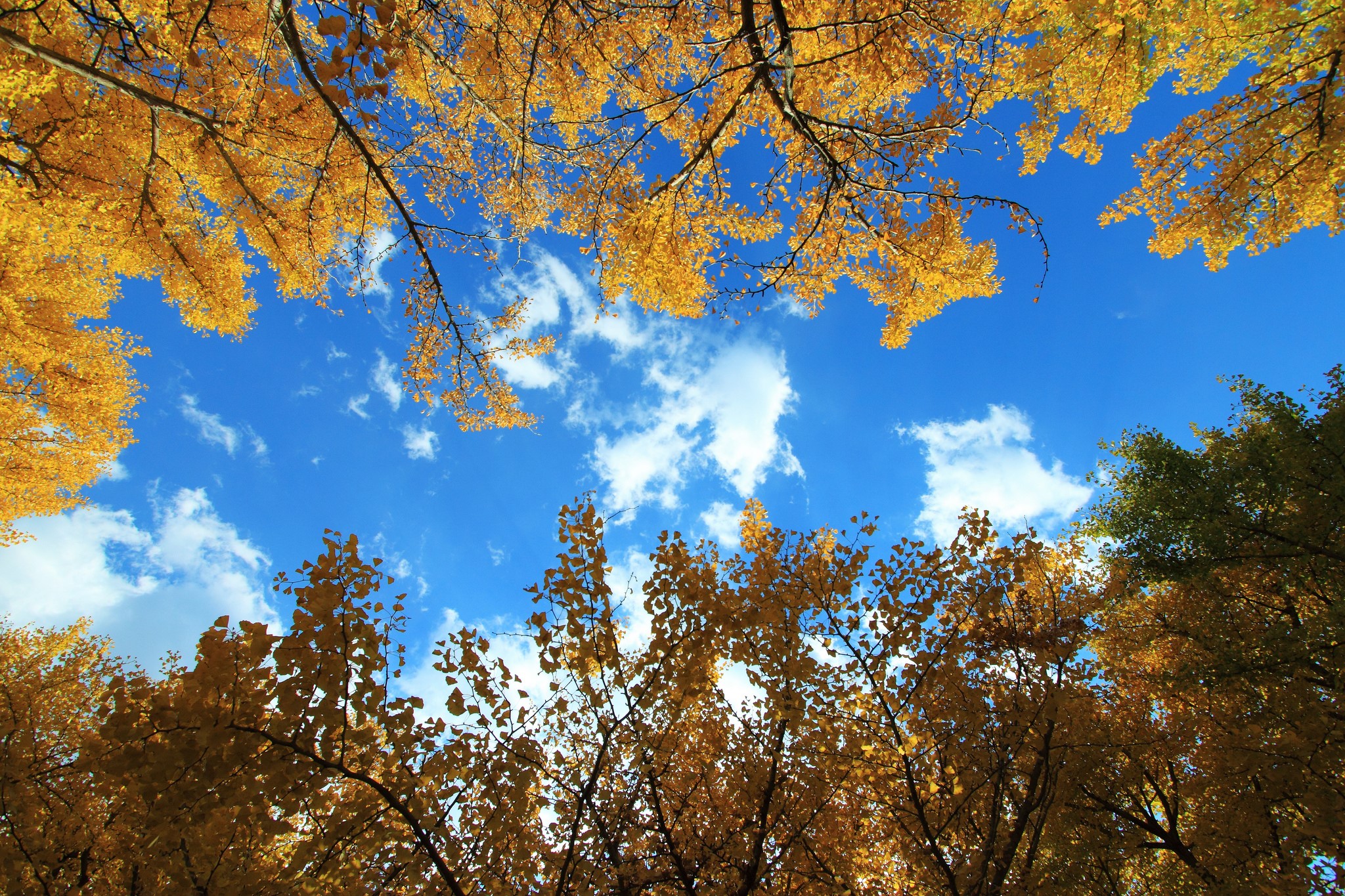 Autumn trees against a blue sky with clouds HD Wallpaper
