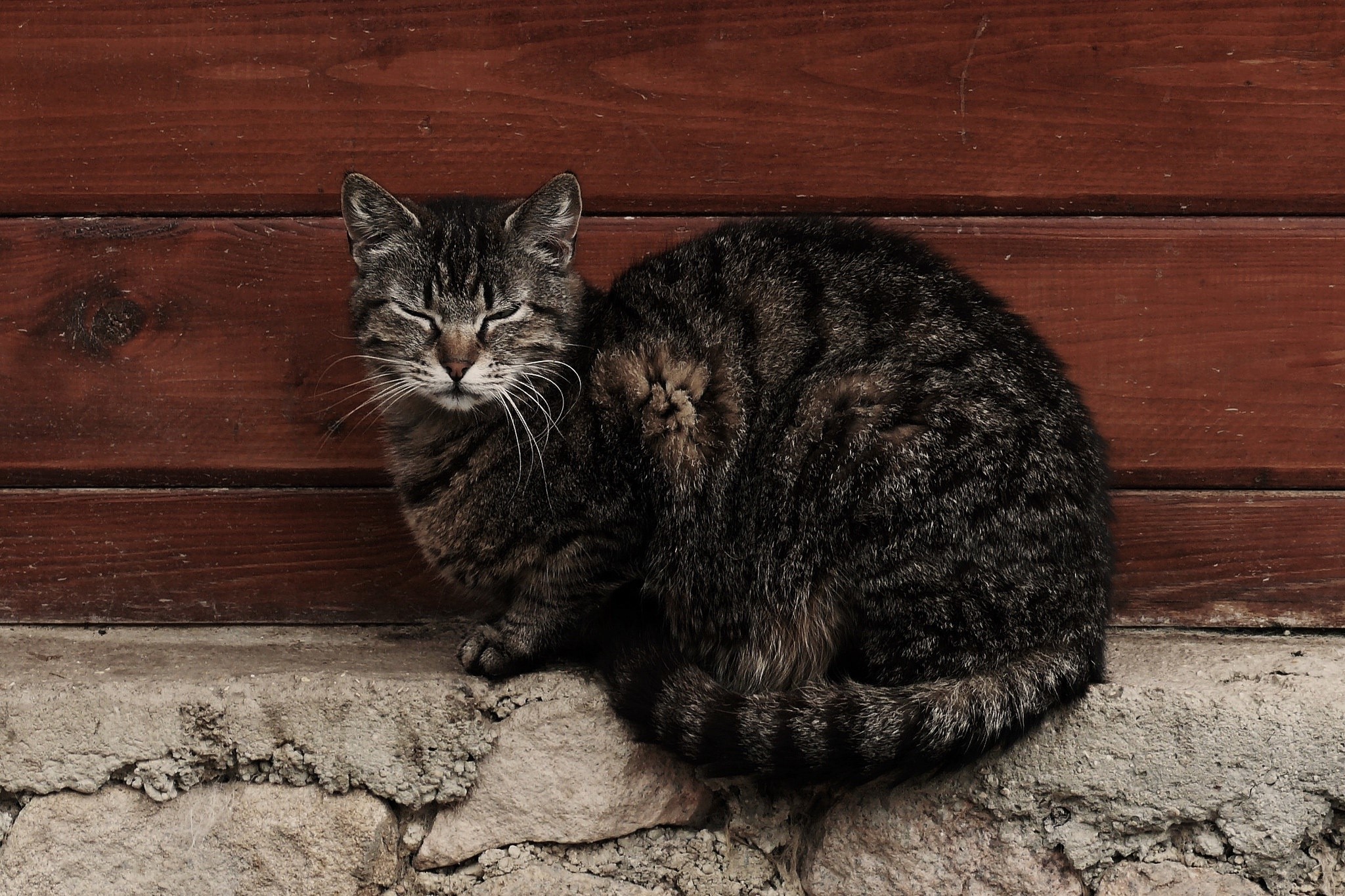 Tabby cat sitting on a stone ledge HD Wallpaper