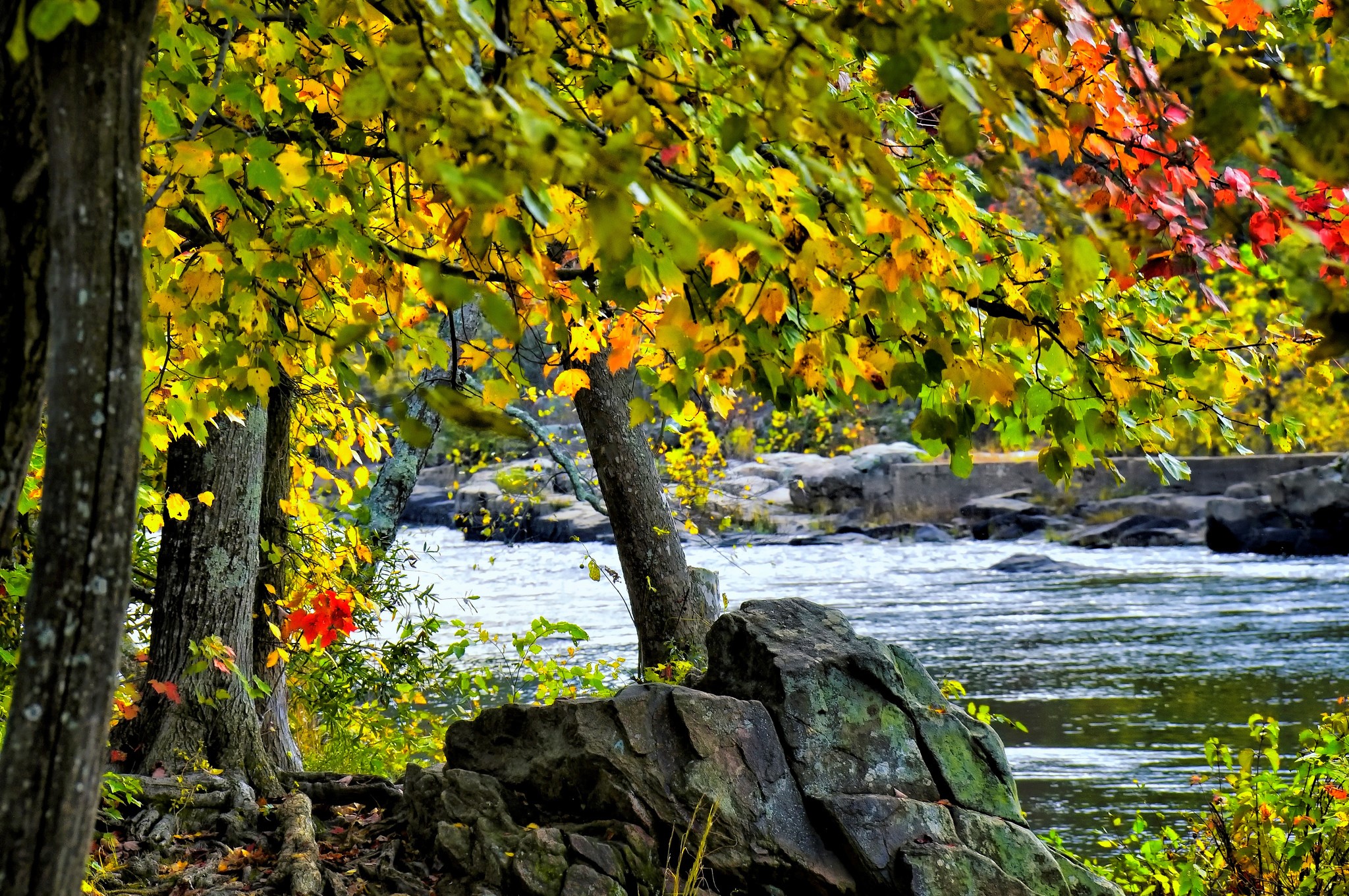 Autumn foliage by a river with rocks HD Wallpaper