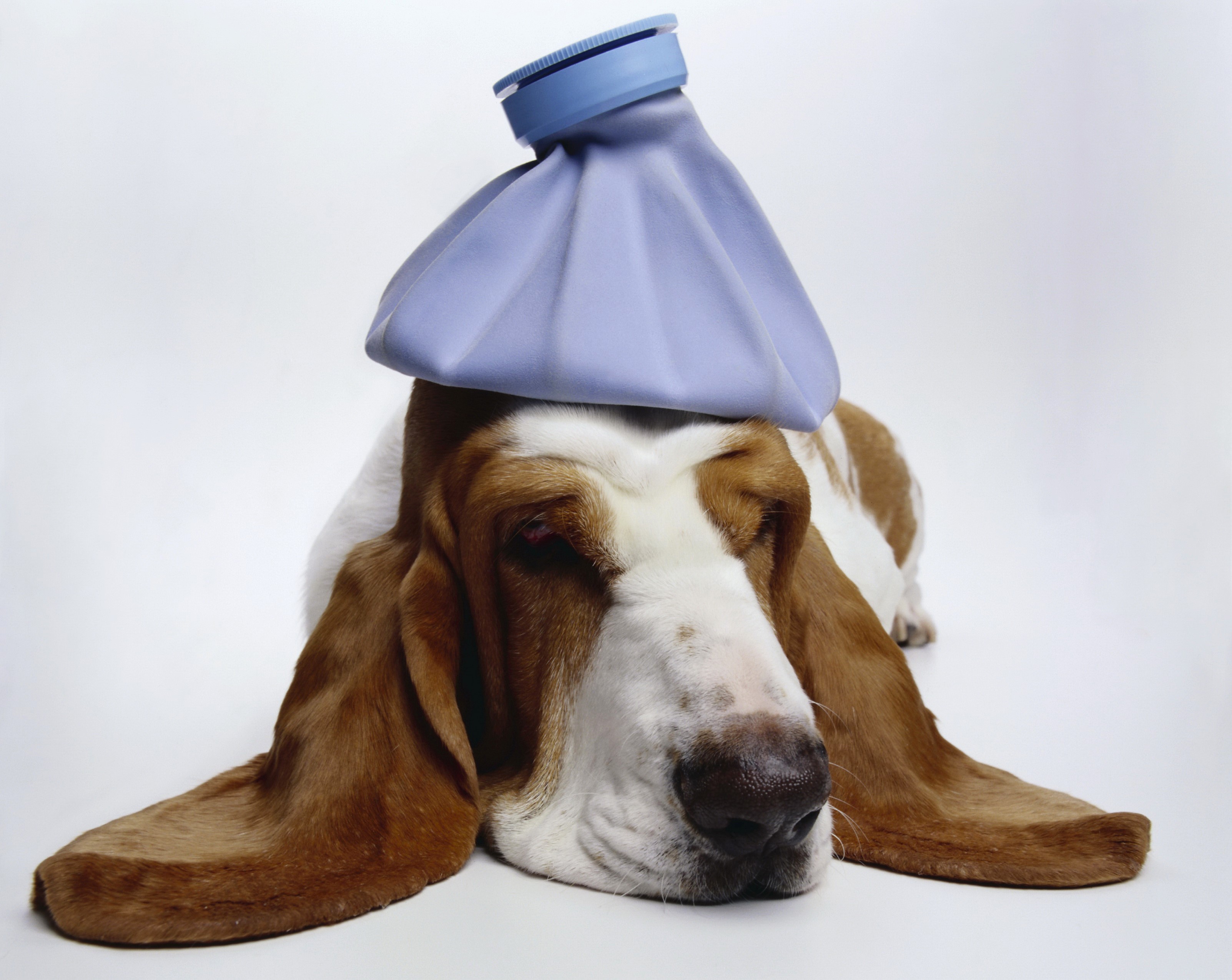 Basset Hound with Ice Pack on Head HD Wallpaper