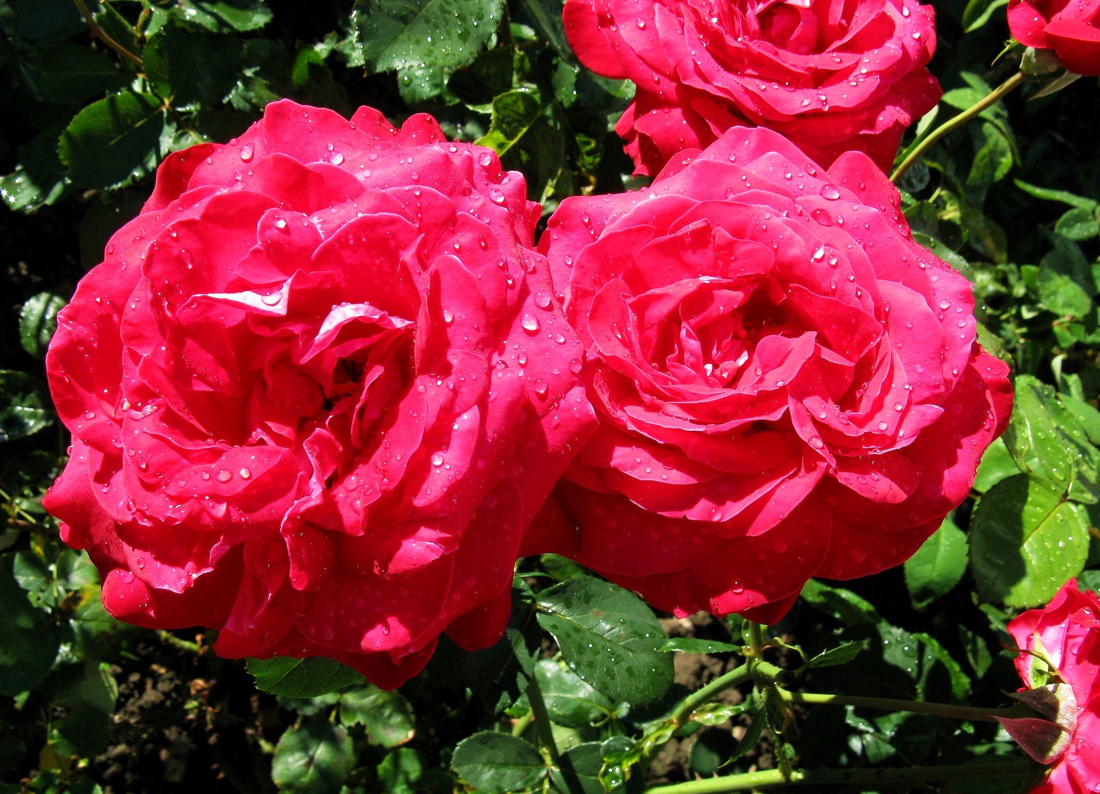 Two red roses with water droplets HD Wallpaper