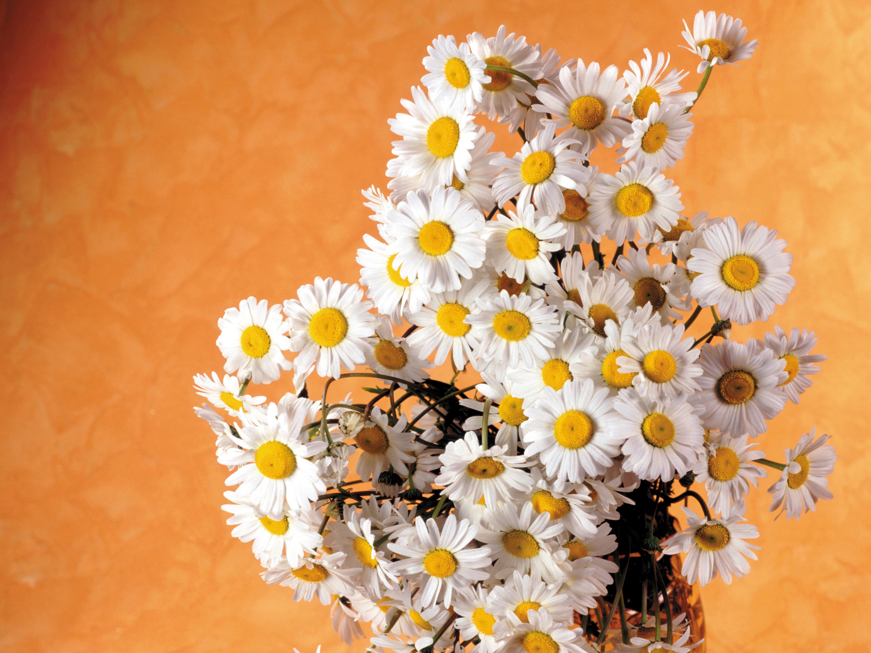 Bouquet of white daisies with yellow centers on an orange background HD Wallpaper