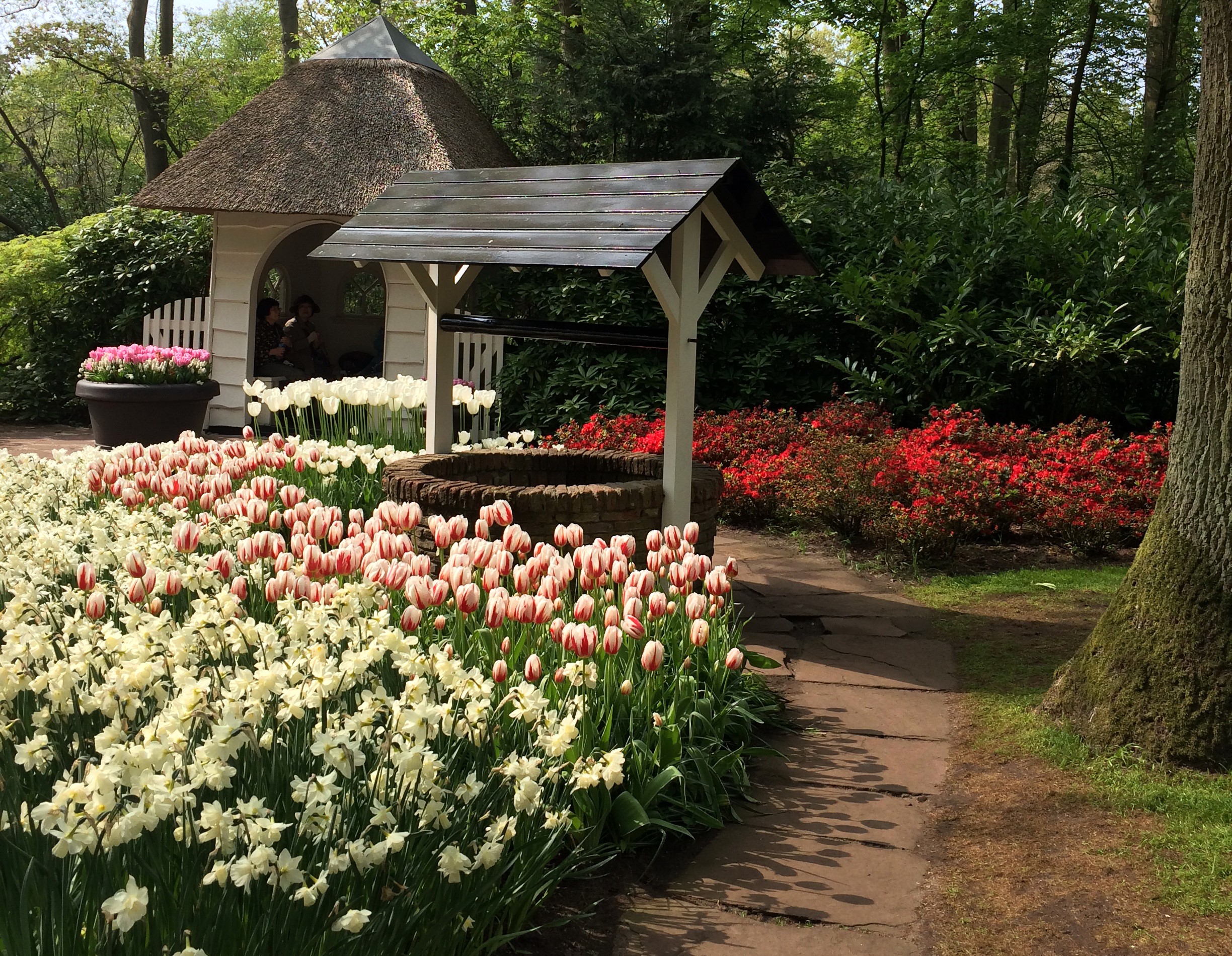 Keukenhof Gardens with Tulips and Daffodils in the Netherlands HD Wallpaper
