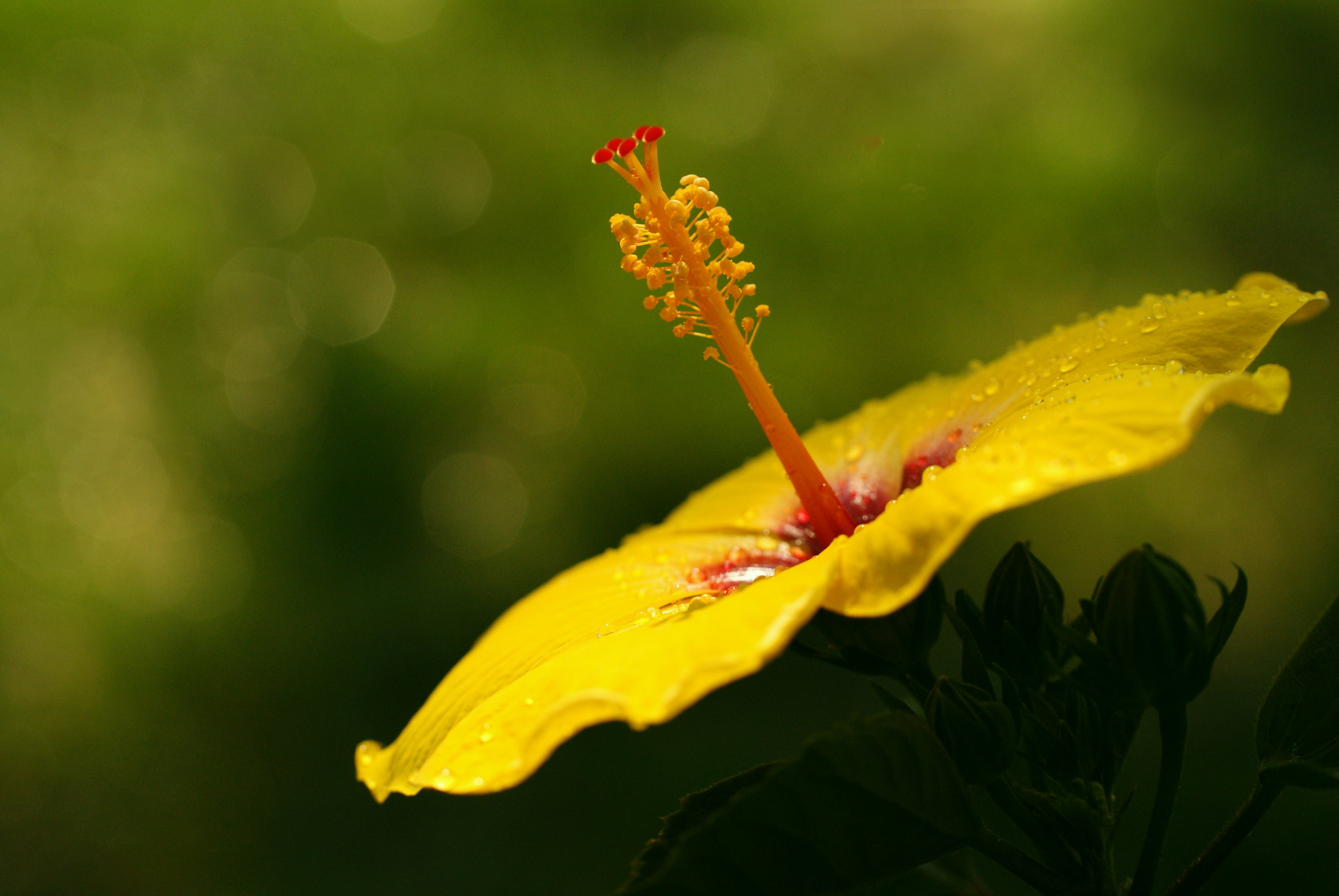 Yellow Hibiscus flower with water droplets HD Wallpaper