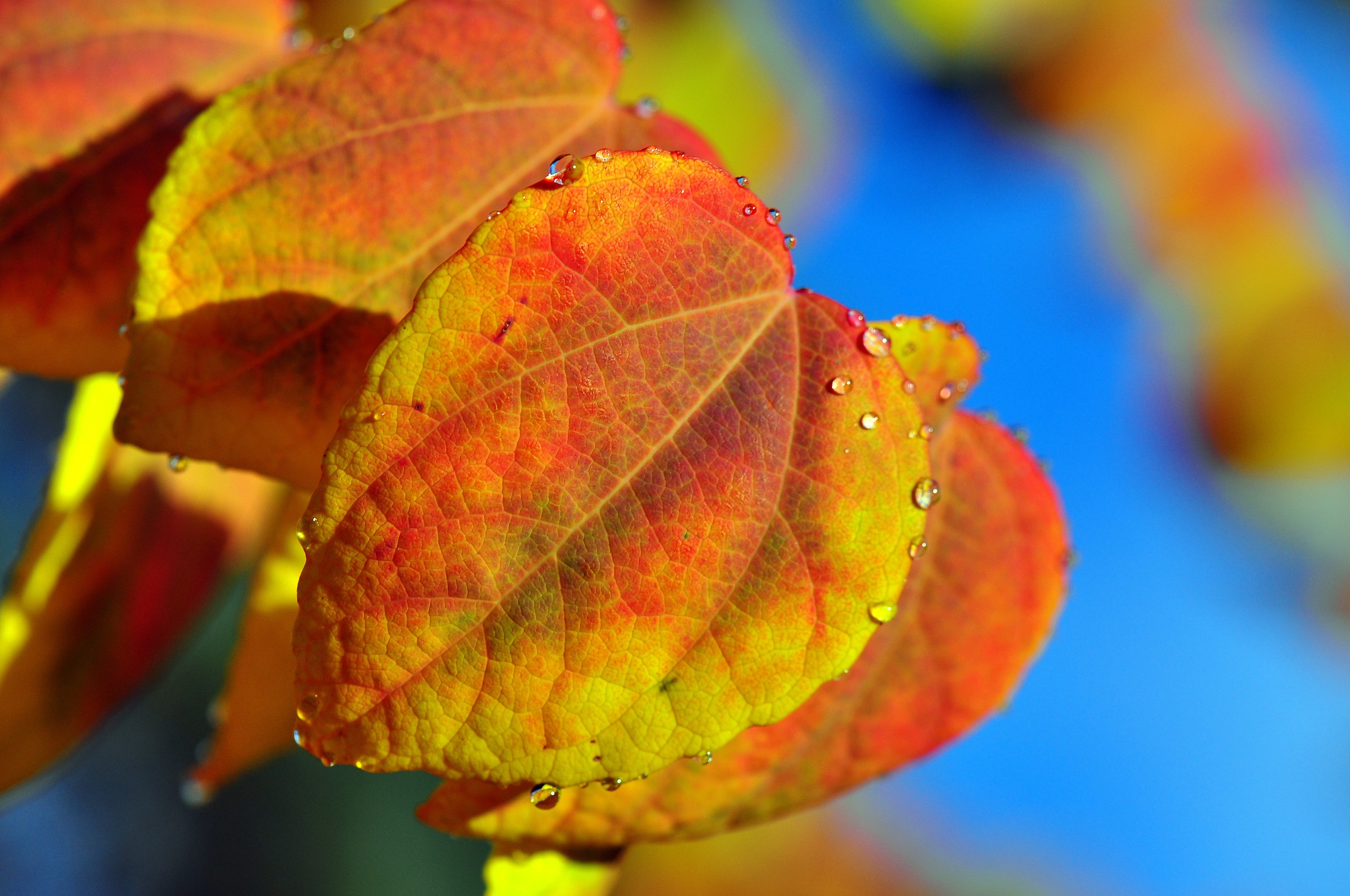  791756 Autumn Closeup Foliage Rare Gallery HD Wallpapers
